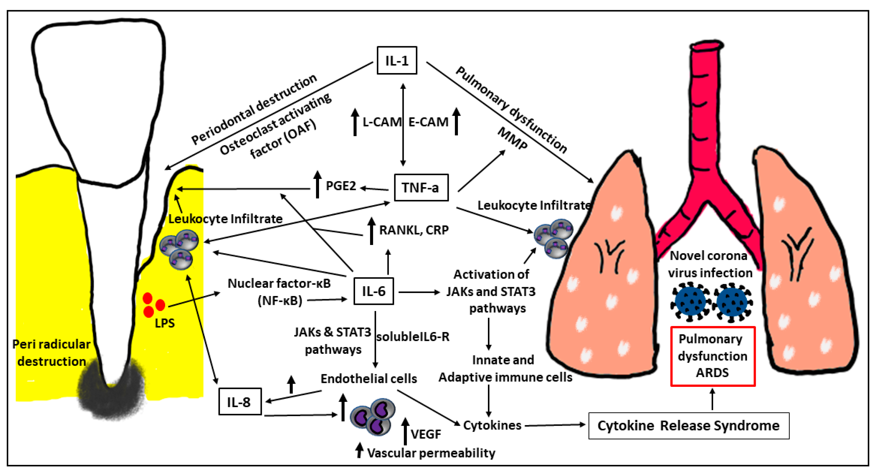 Biology 12 00550 g001