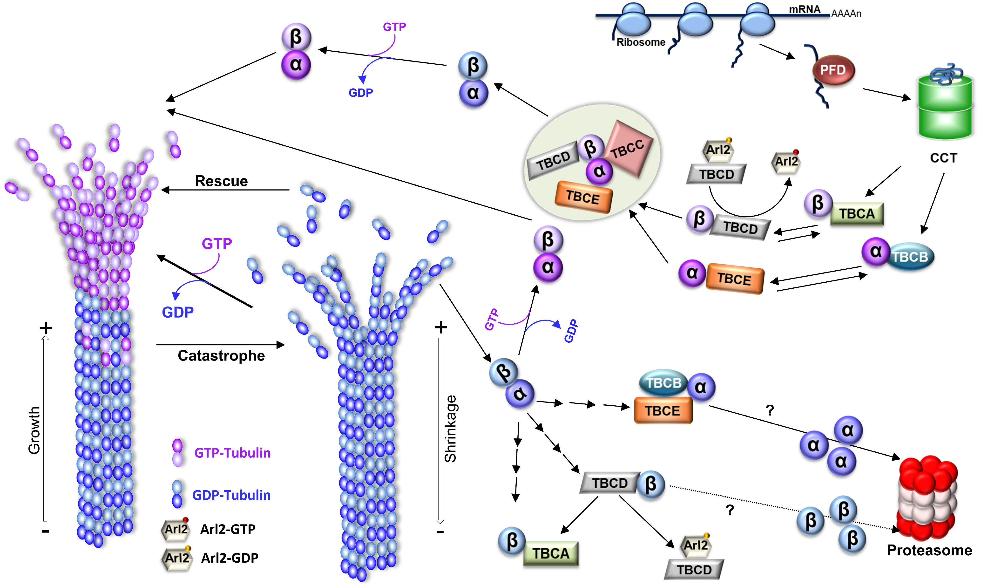 Biology 12 00561 g001