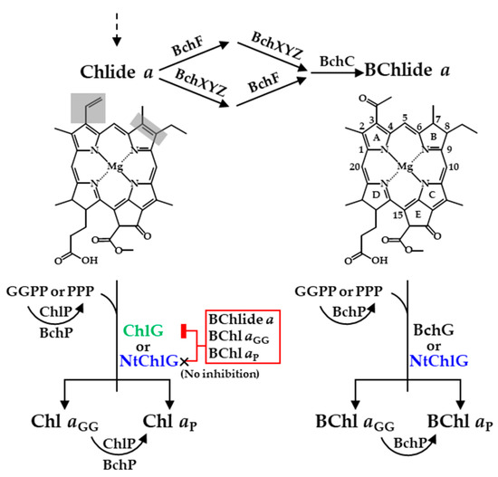 Biology 12 00573 g001