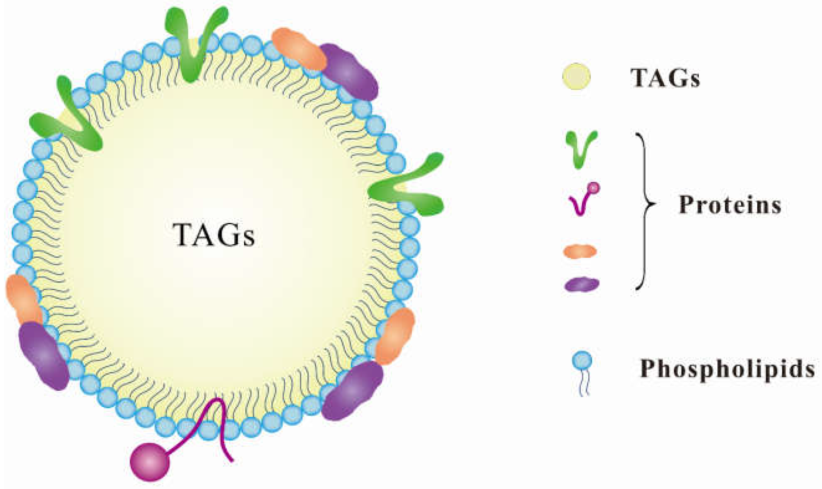 Biology 12 00594 g001