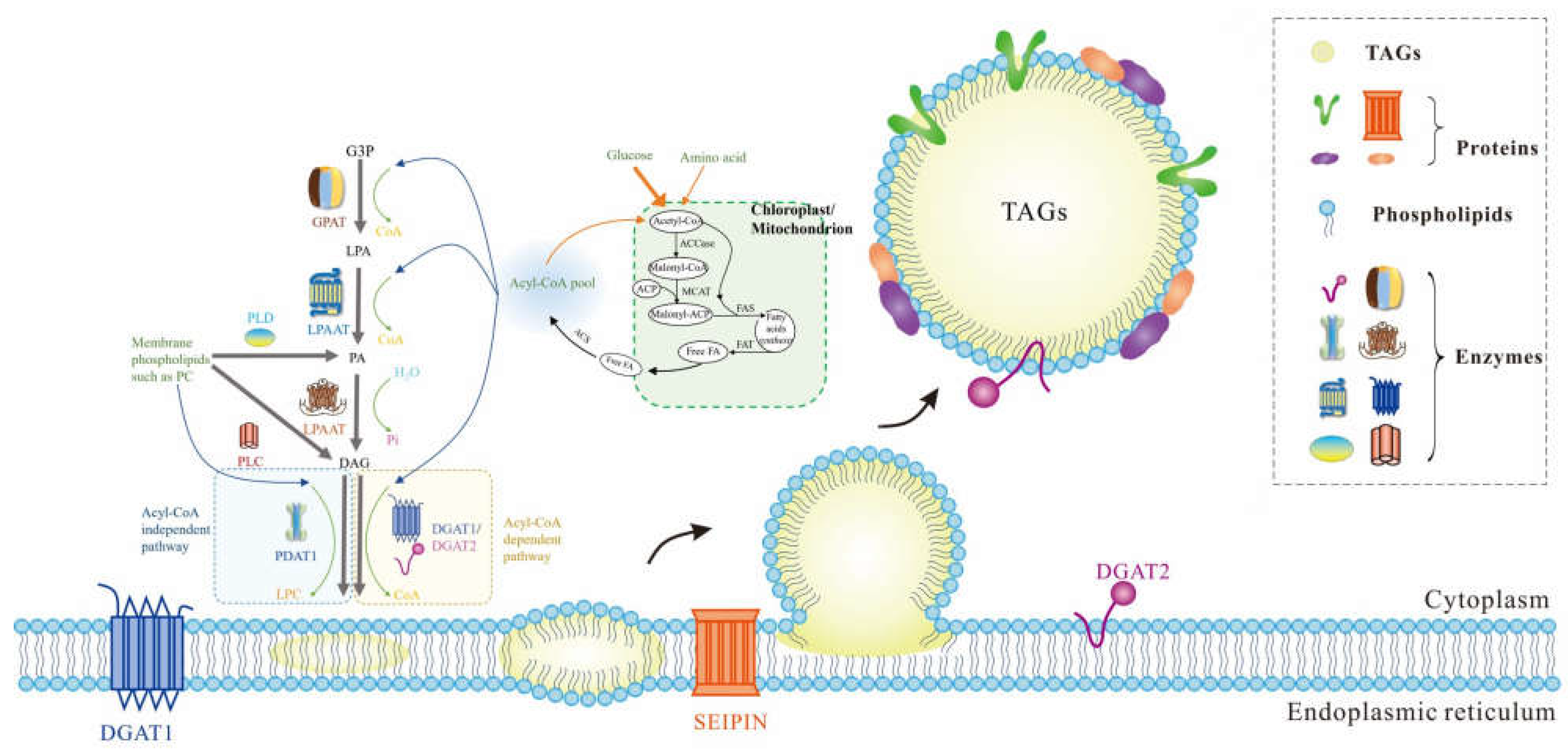 Biology 12 00594 g002
