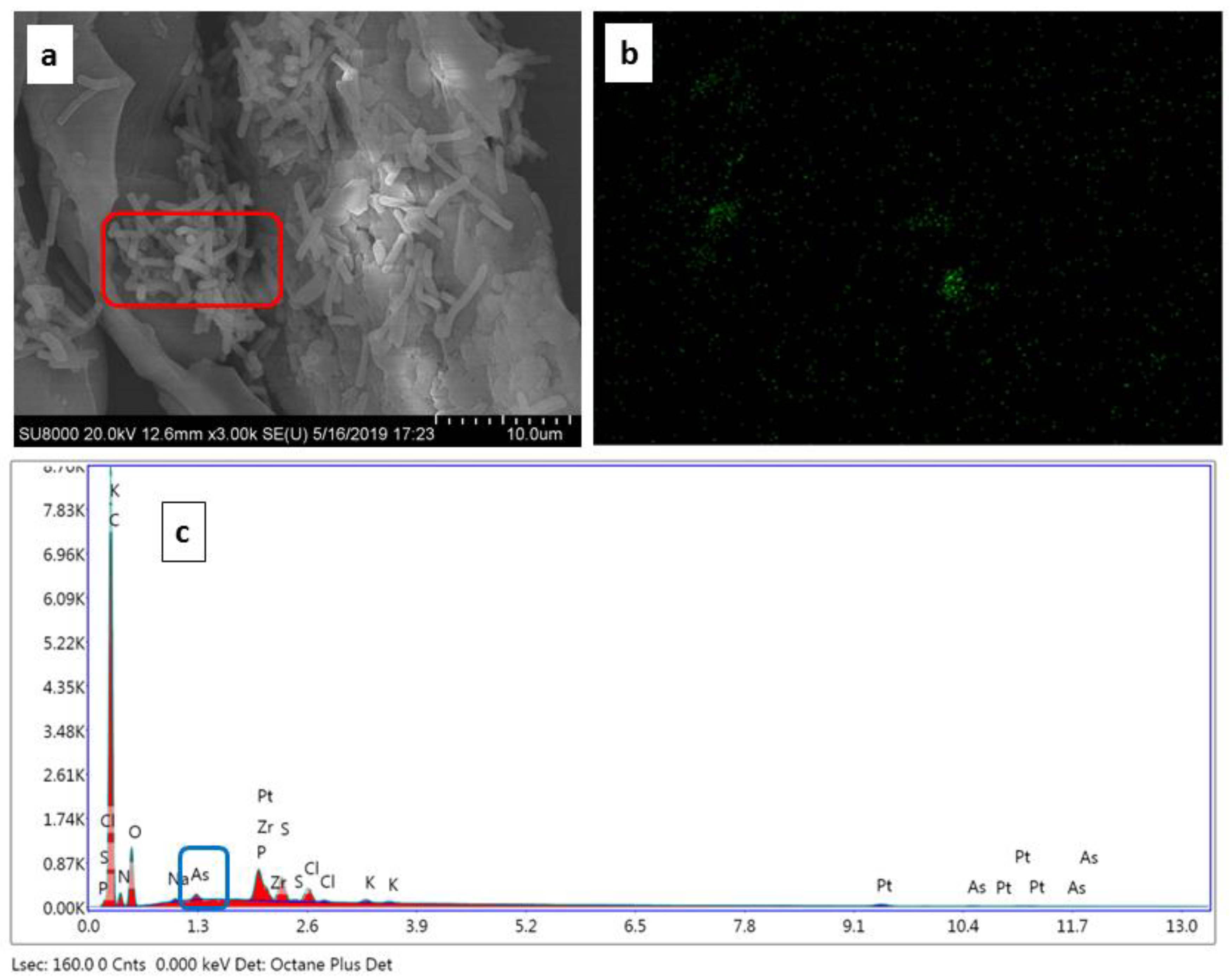 Biology 12 00611 g004 Biology 12 00611 g004