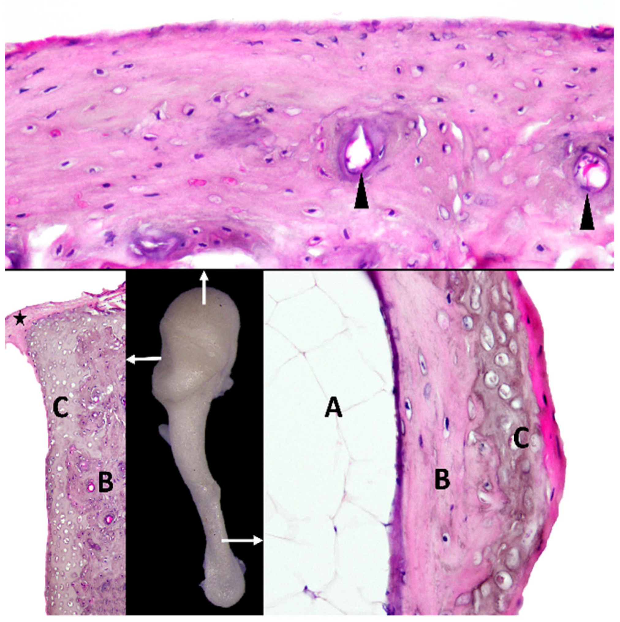 Biology 12 00631 g002