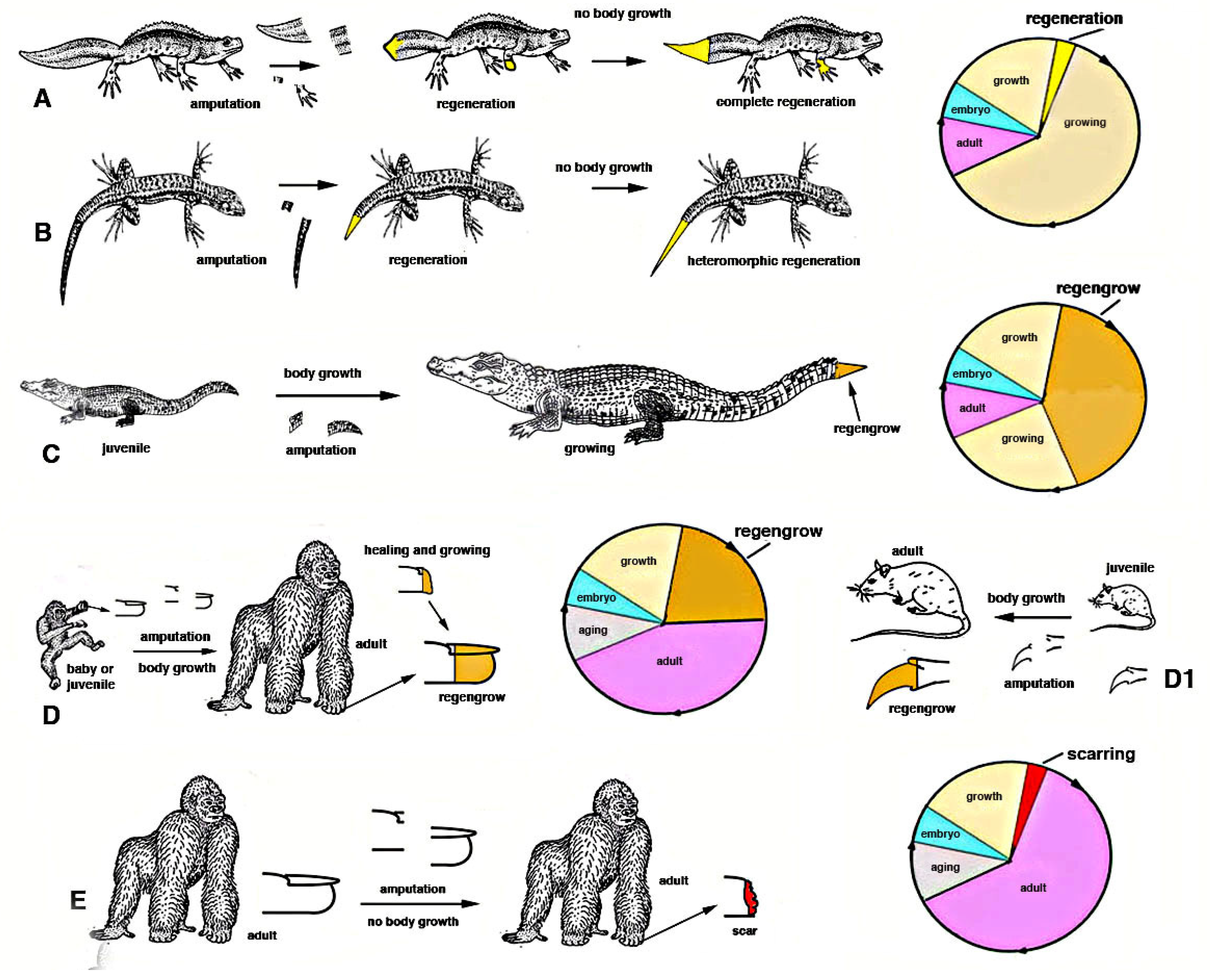 Biology 12 00733 g004