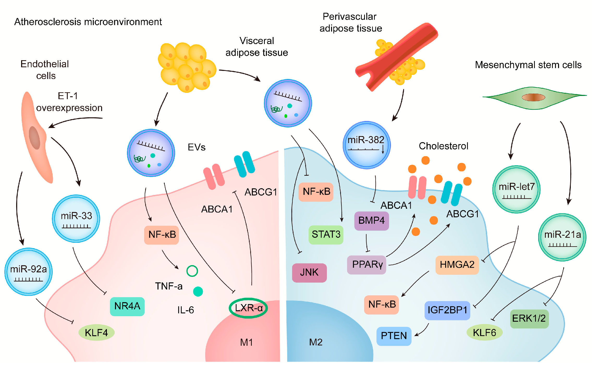 Biology 12 00745 g001