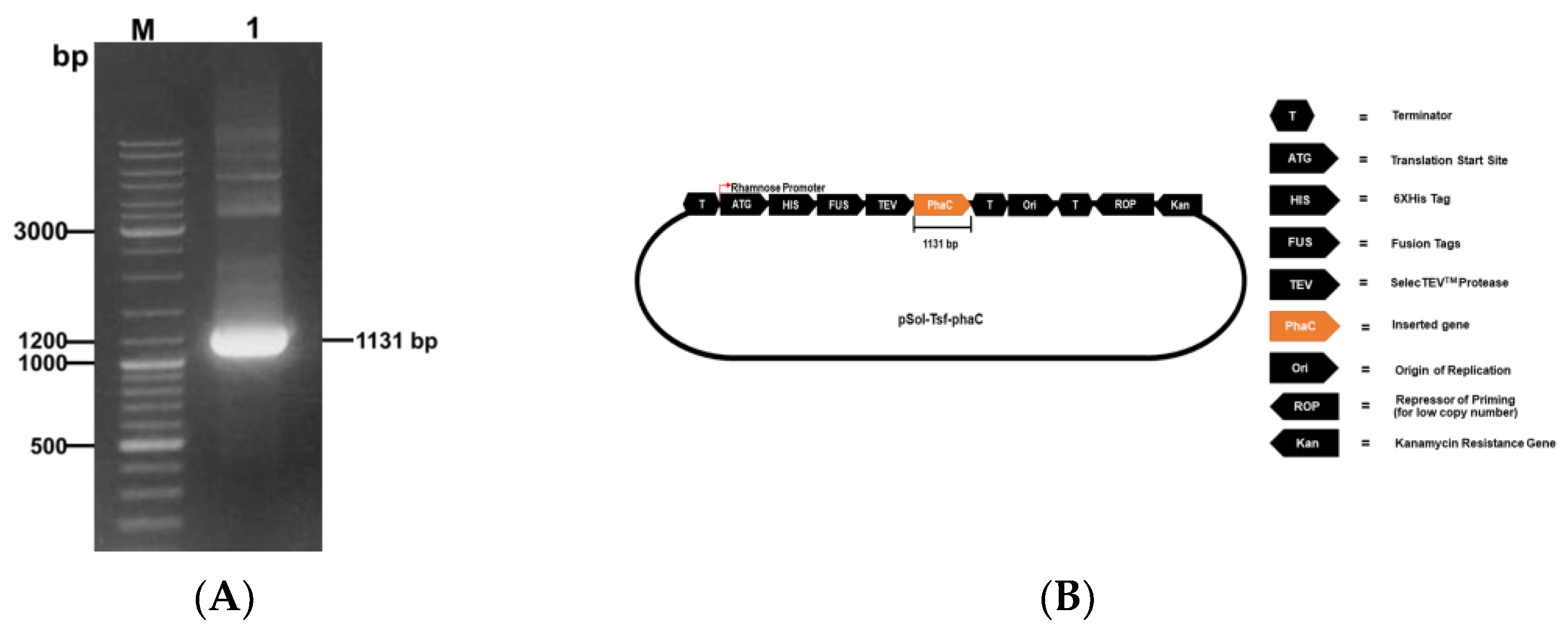 Biology 12 00751 g001