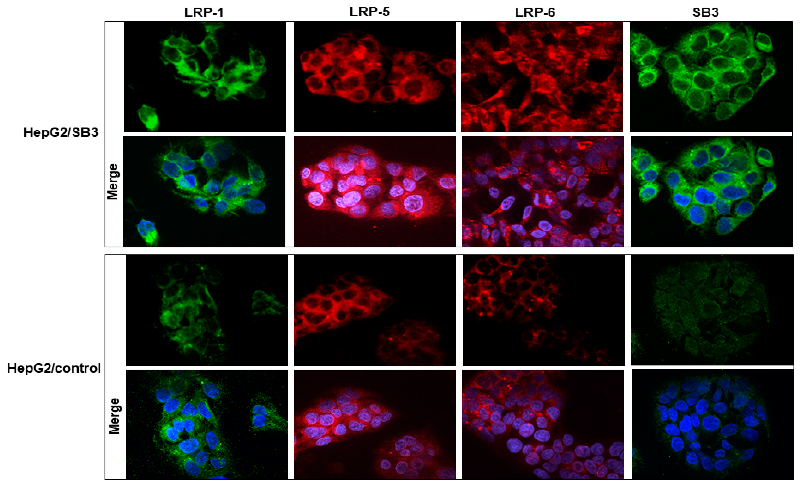 Biology 12 00771 g007