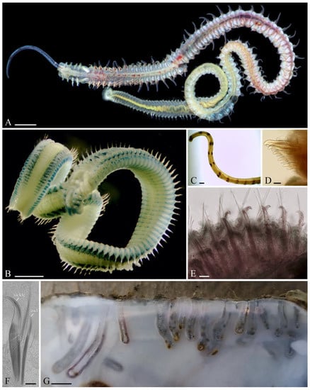 Biology 12 00780 g004