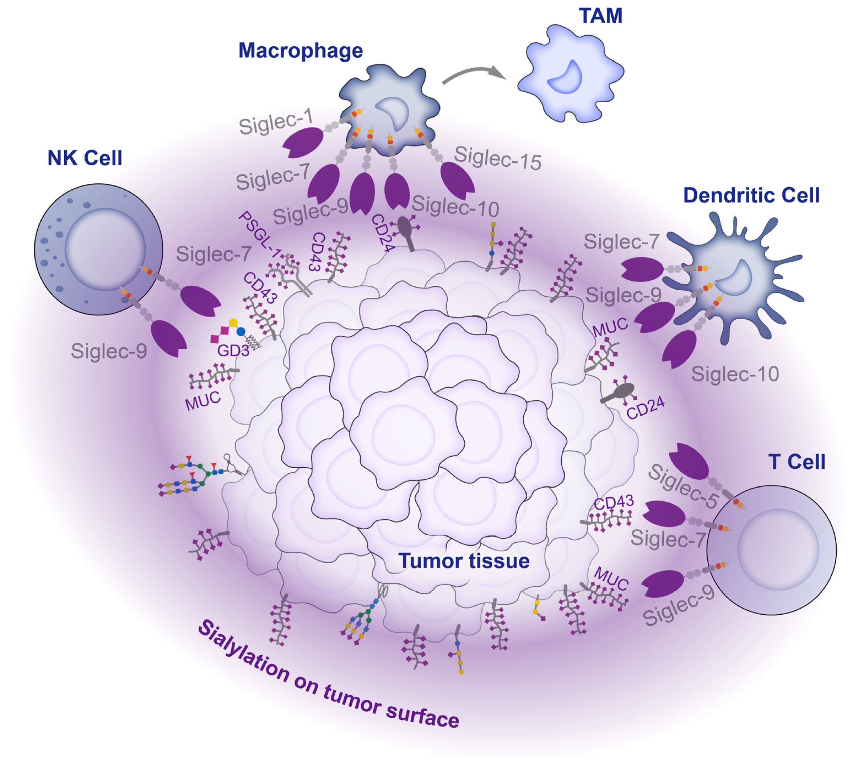 Biology 12 00832 g004 Biology 12 00832 g004