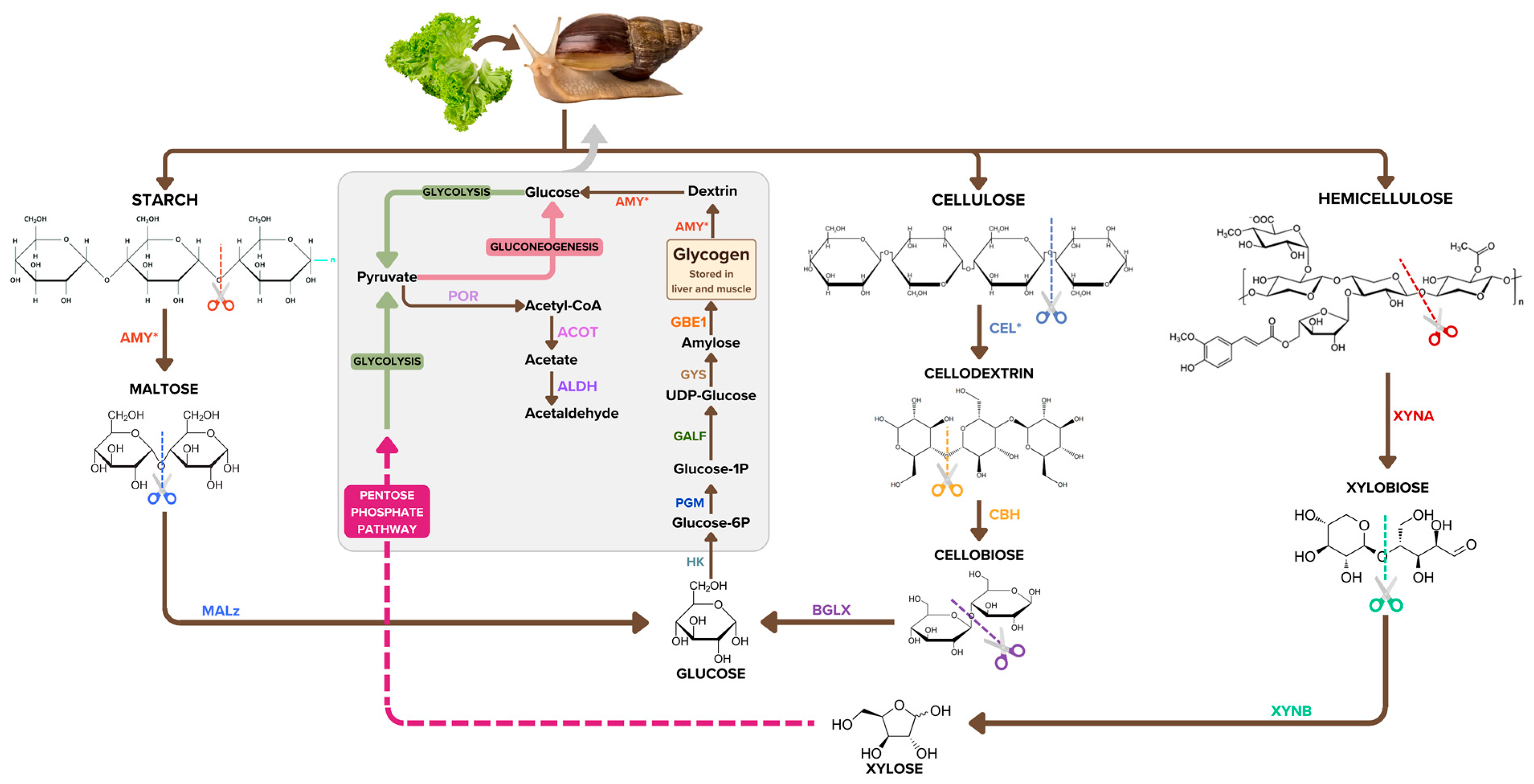 Biology 12 00836 g004
