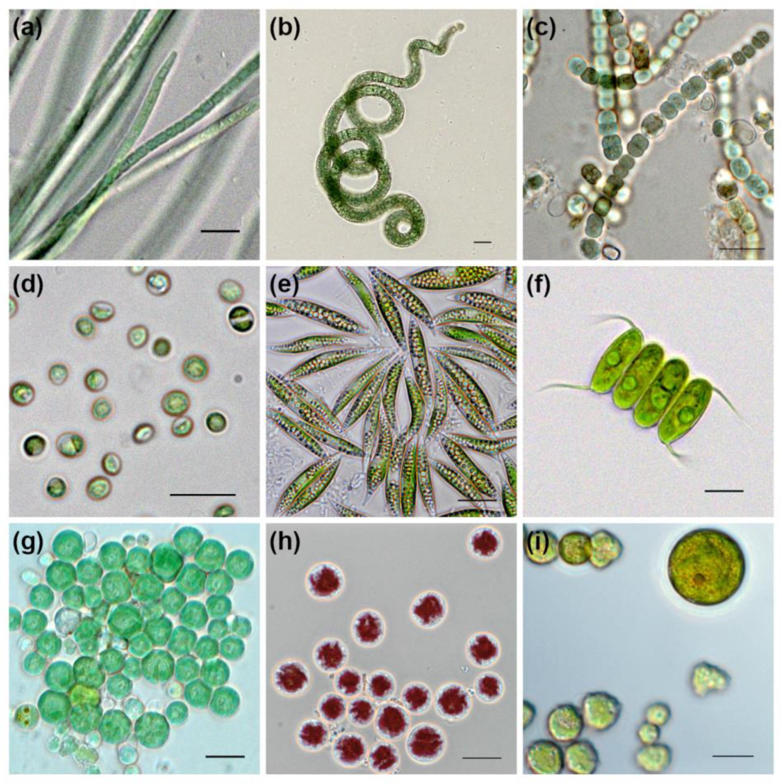 Biology 12 00838 g013