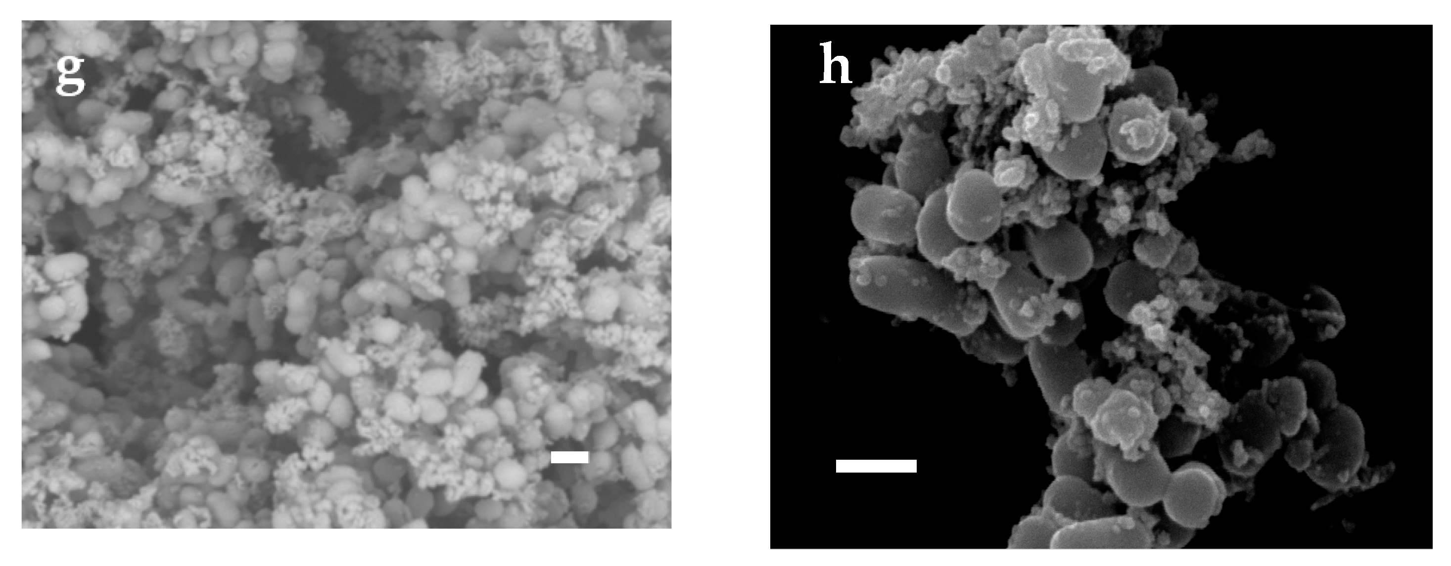 Biology 12 00853 g003b