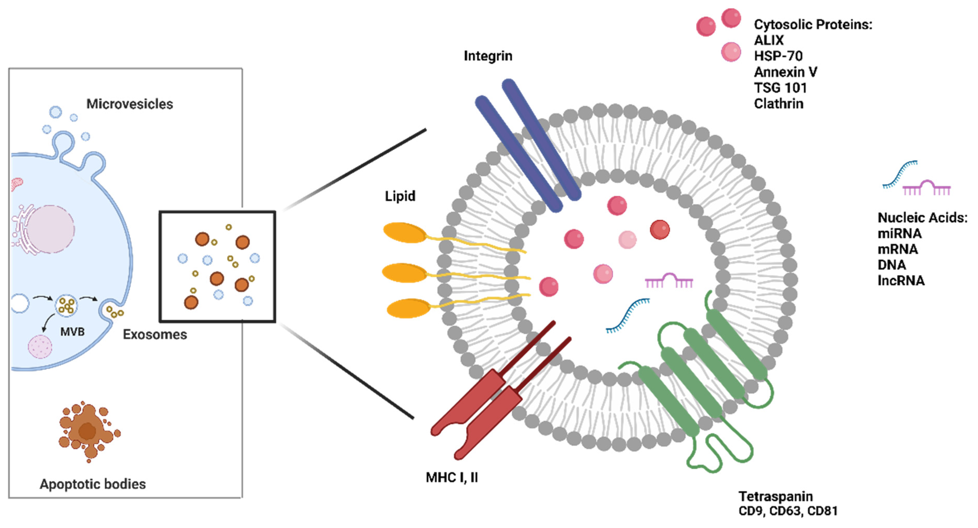 Biology 12 00877 g002 Biology 12 00877 g002