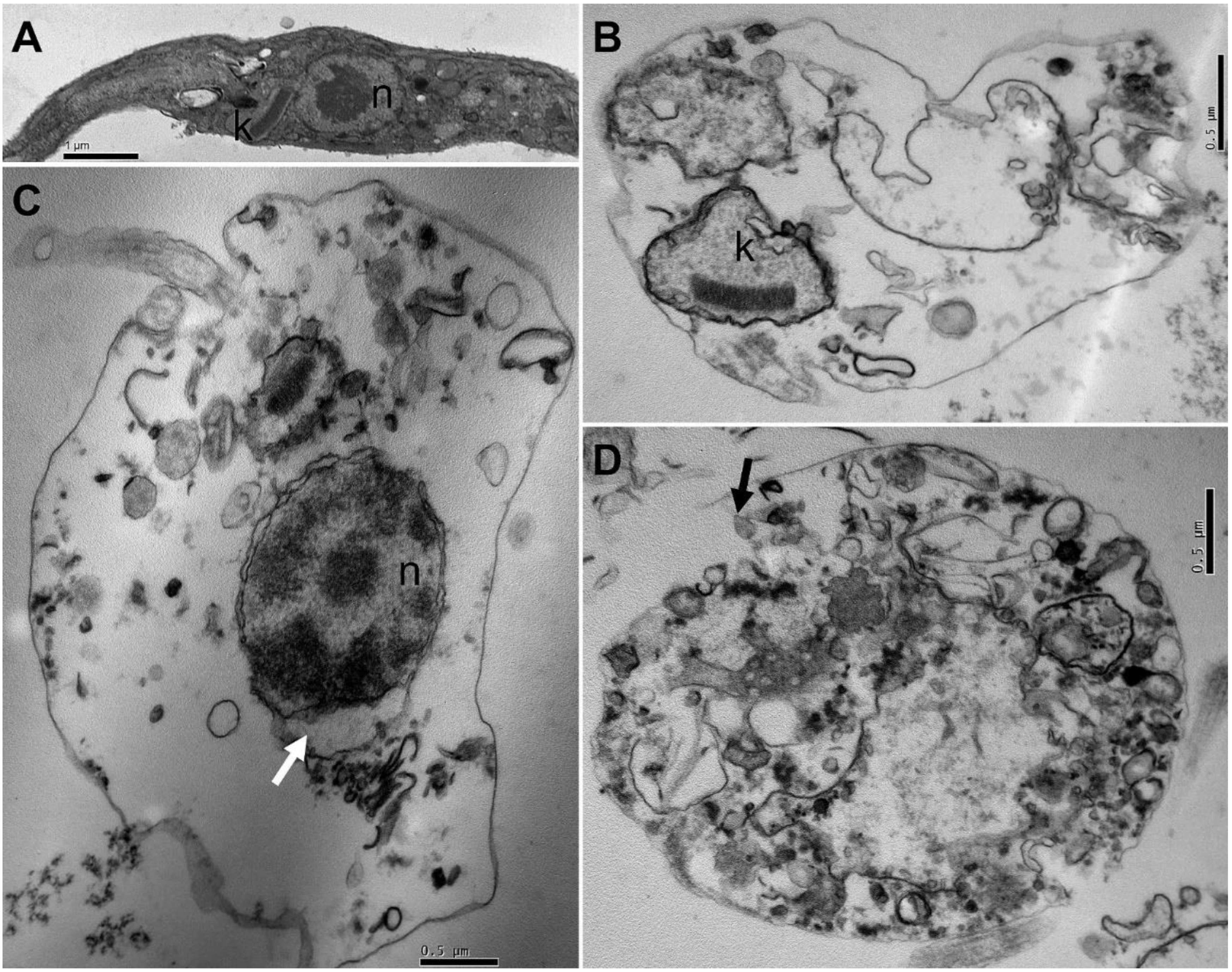 Biology 12 00895 g004