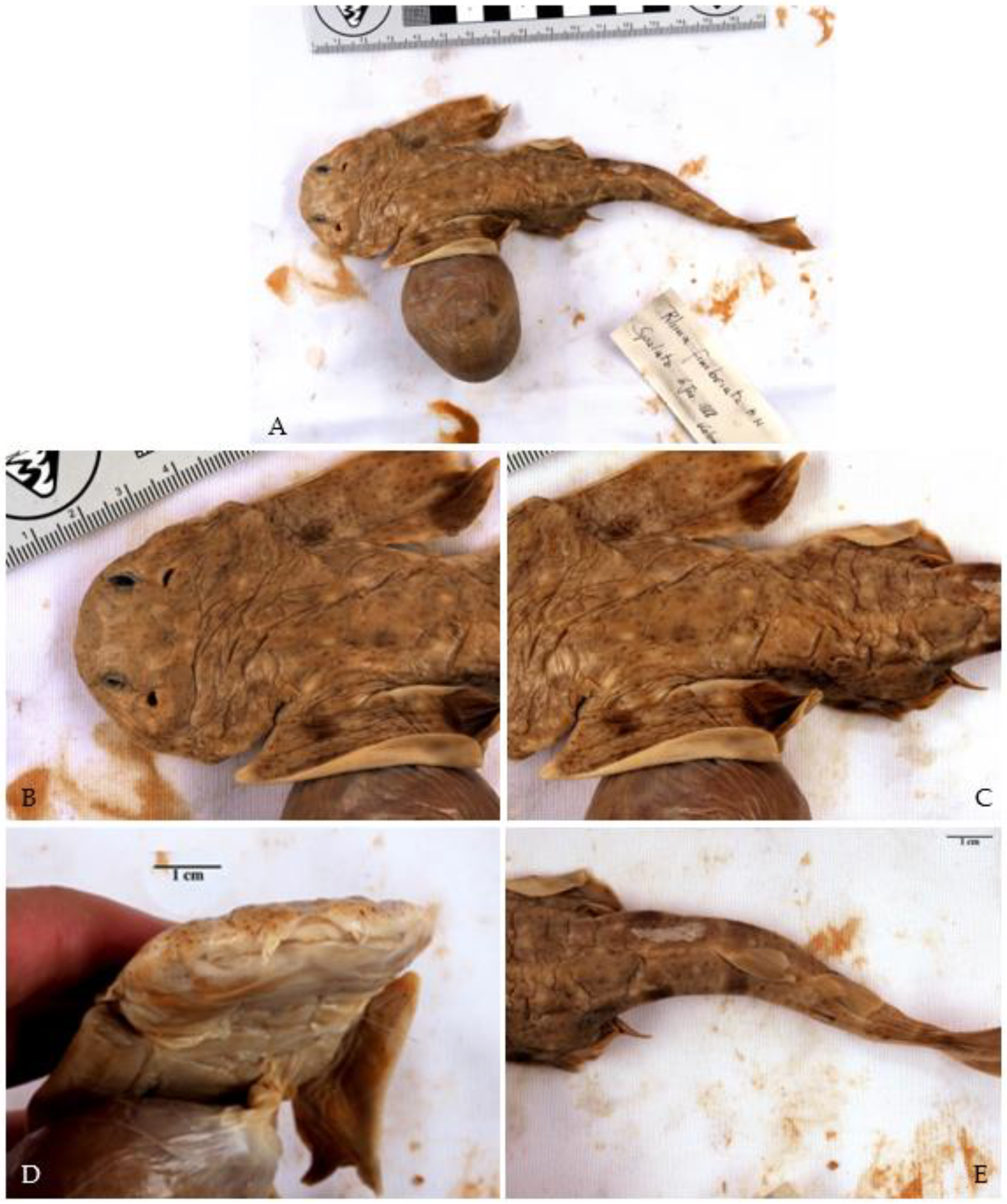 Biology 12 00952 g006