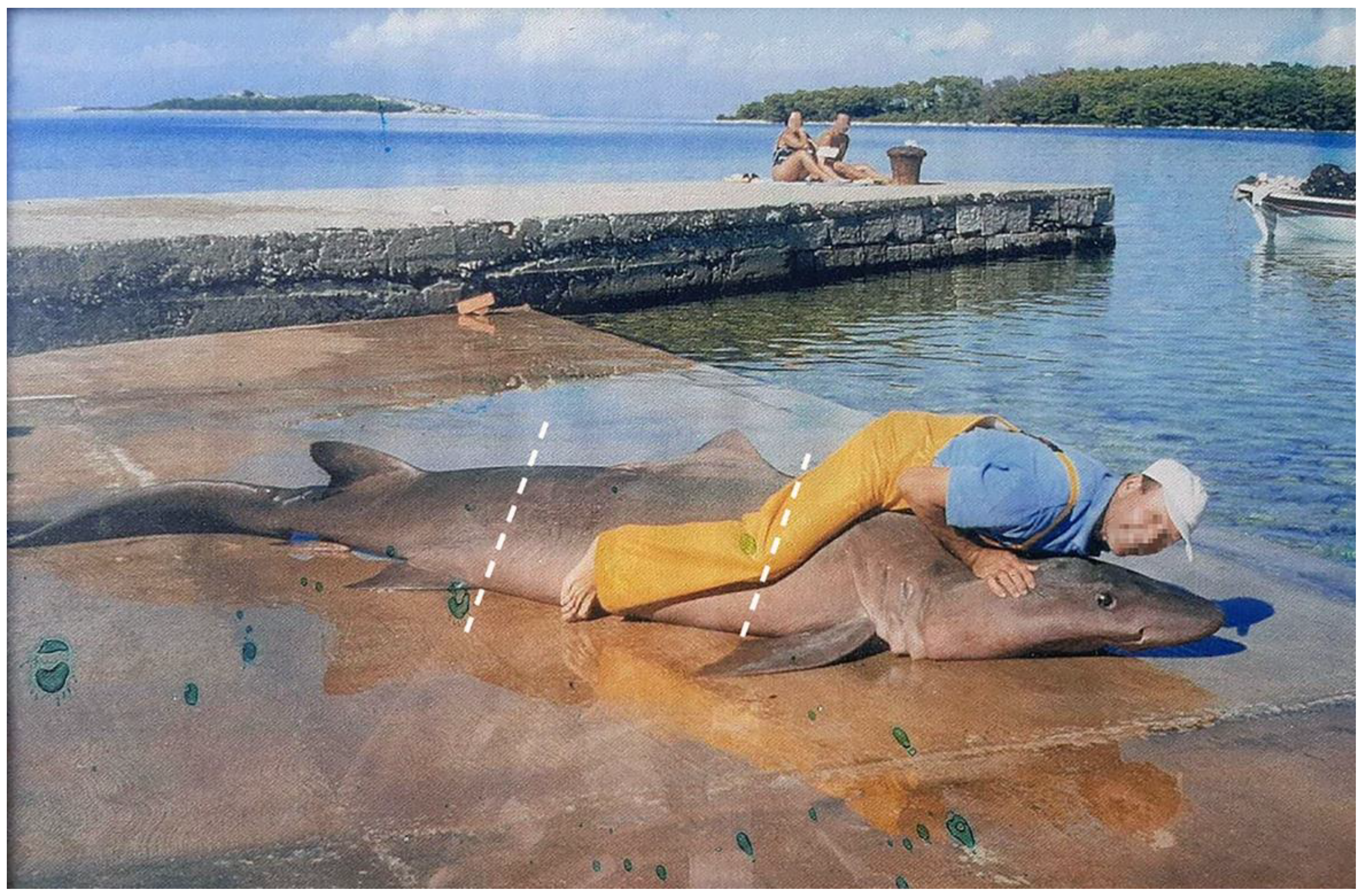 Biology 12 00952 g007