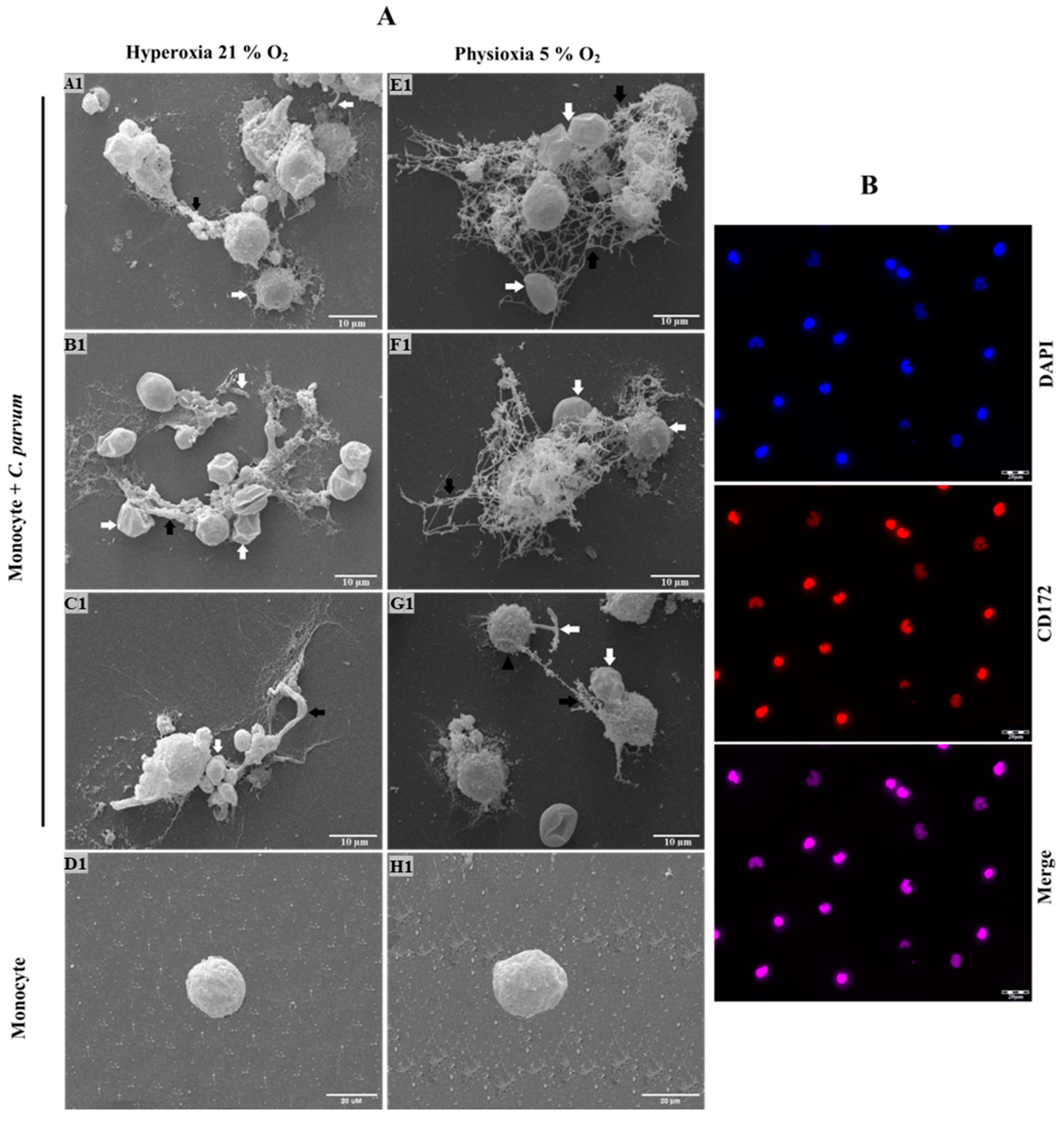 Biology 12 00961 g001