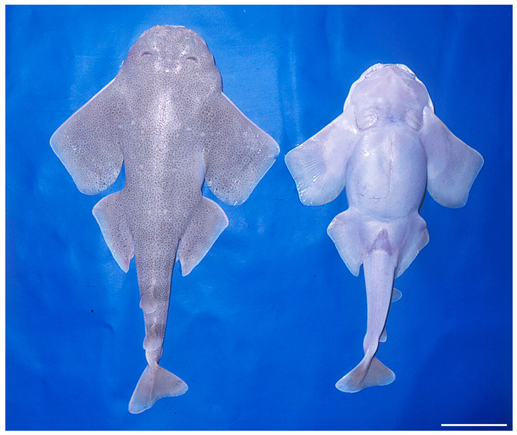 Biology 12 00975 g006