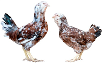 Biology 12 00979 i001