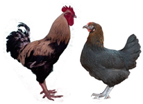 Biology 12 00979 i006