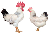 Biology 12 00979 i007