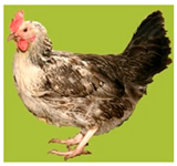 Biology 12 00979 i008