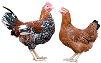 Biology 12 00979 i010