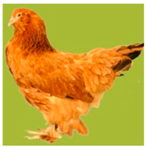 Biology 12 00979 i014