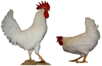 Biology 12 00979 i020