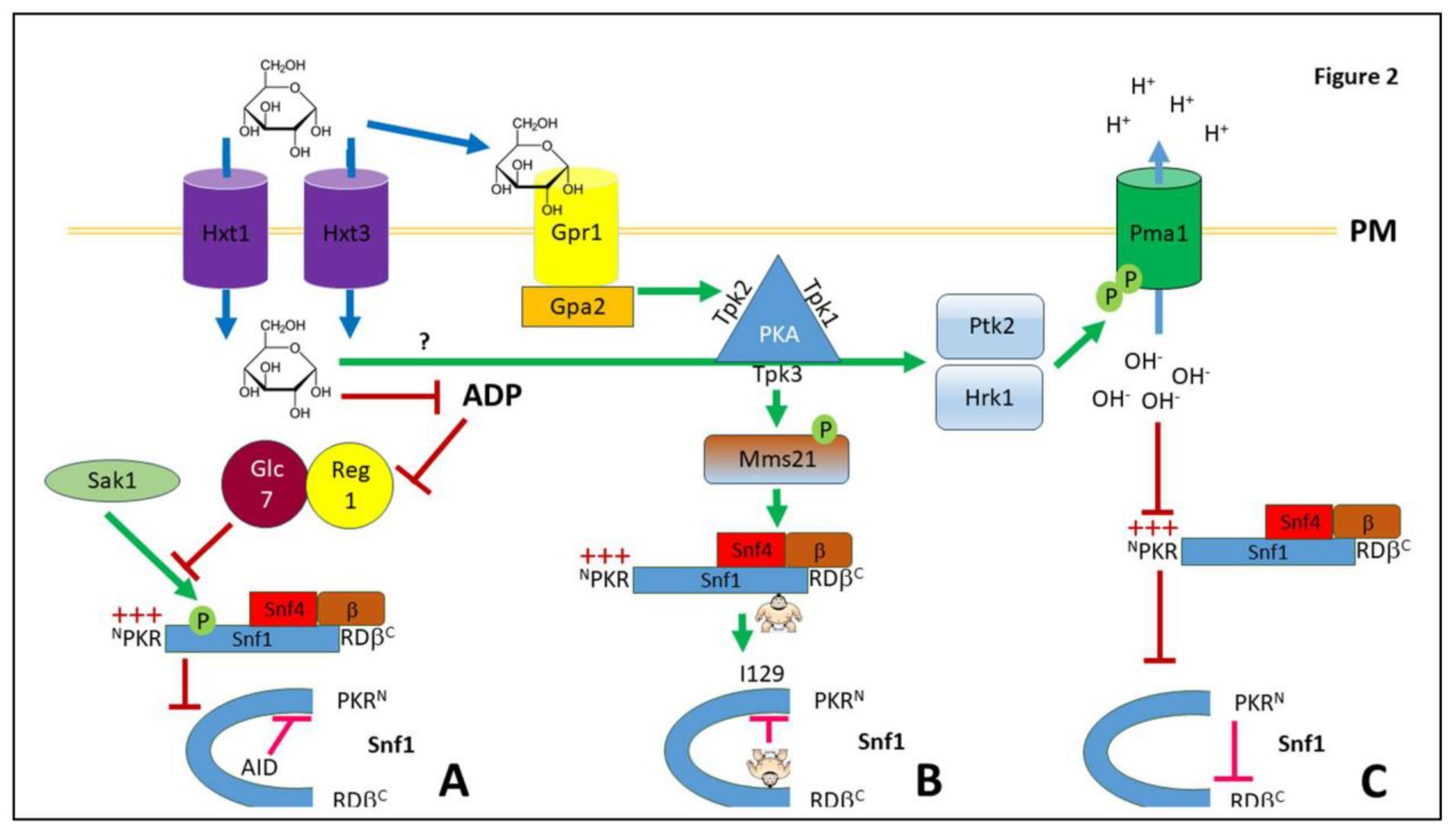 Biology 12 01007 g002