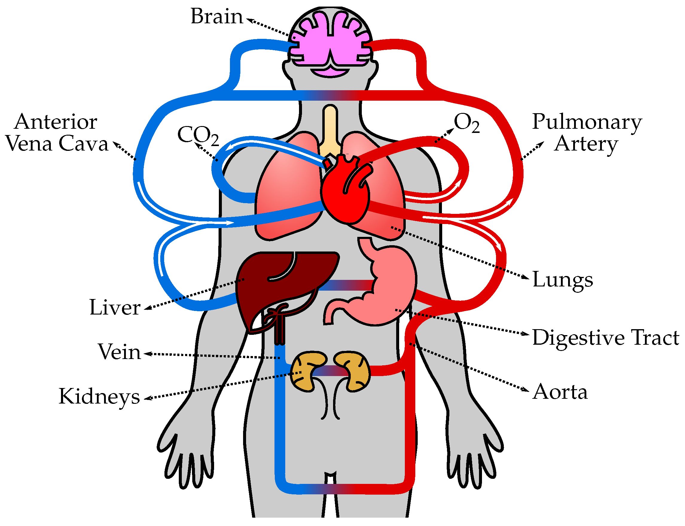 Biology 12 01026 g001