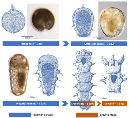 Biology 12 01027 g005