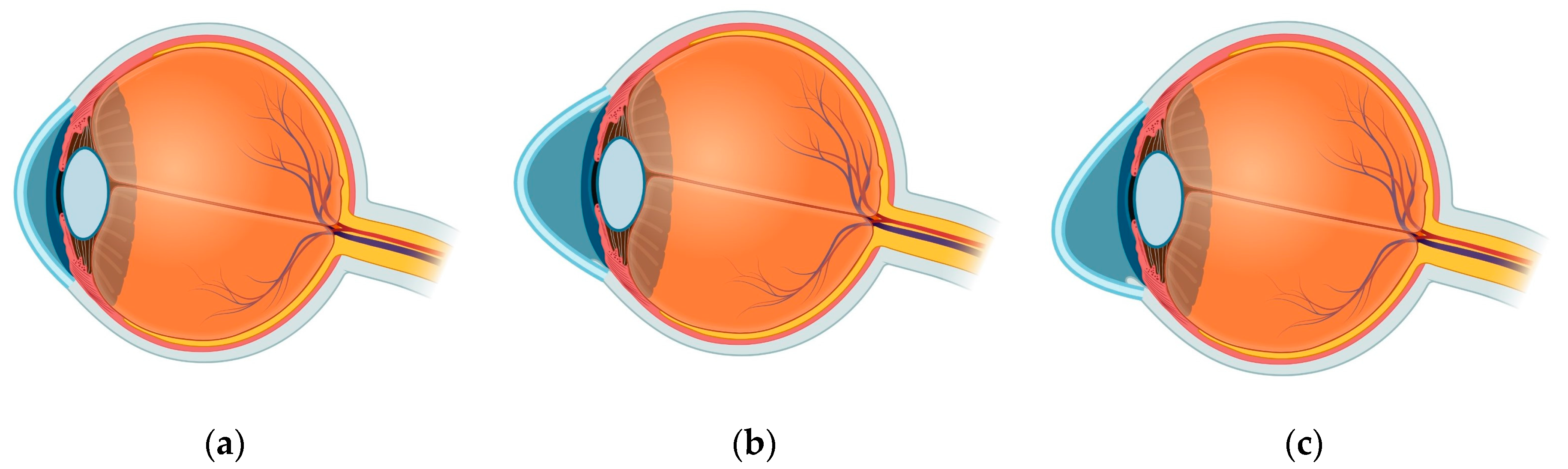 Biology 12 01036 g001