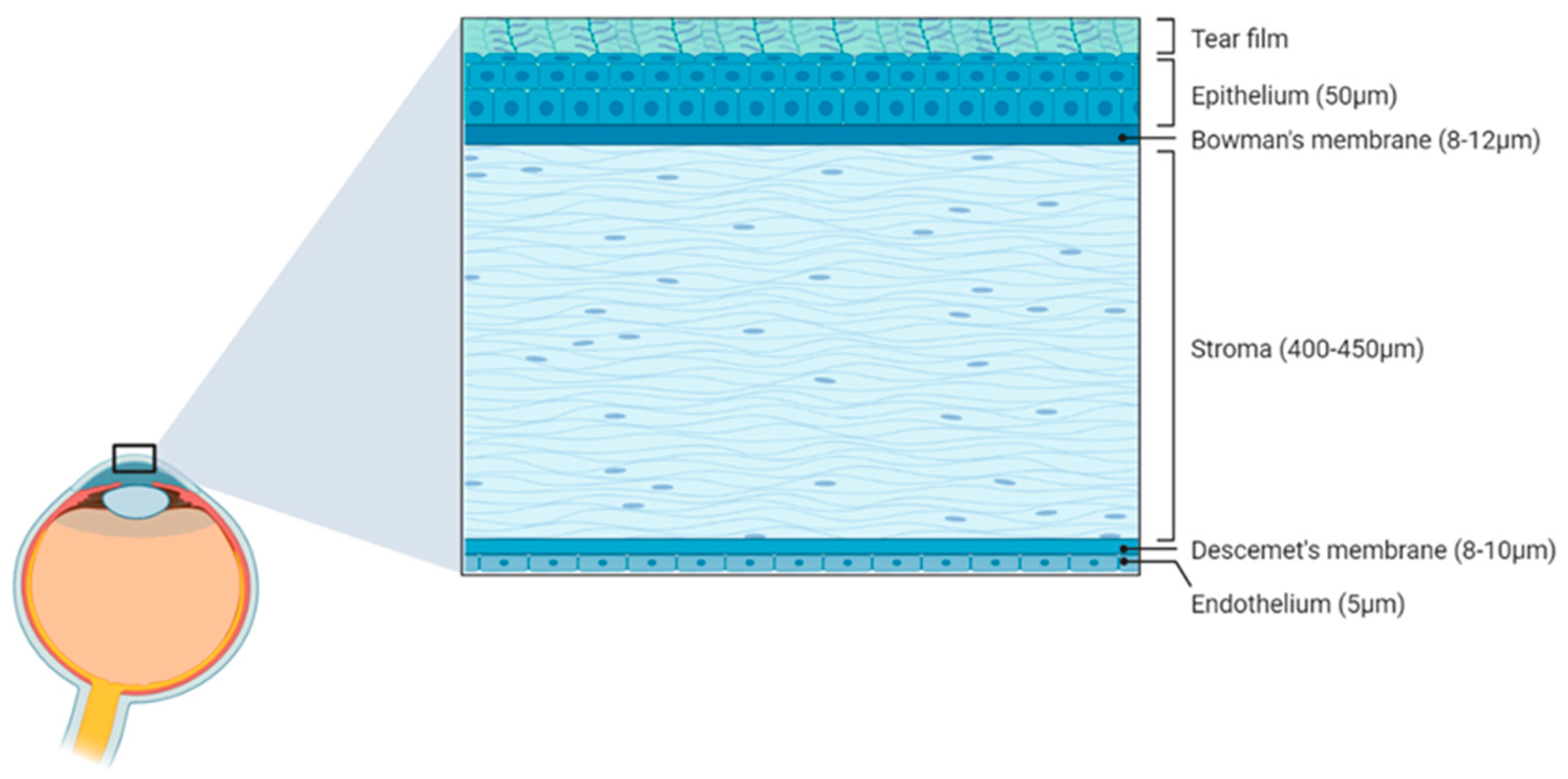 Biology 12 01036 g002