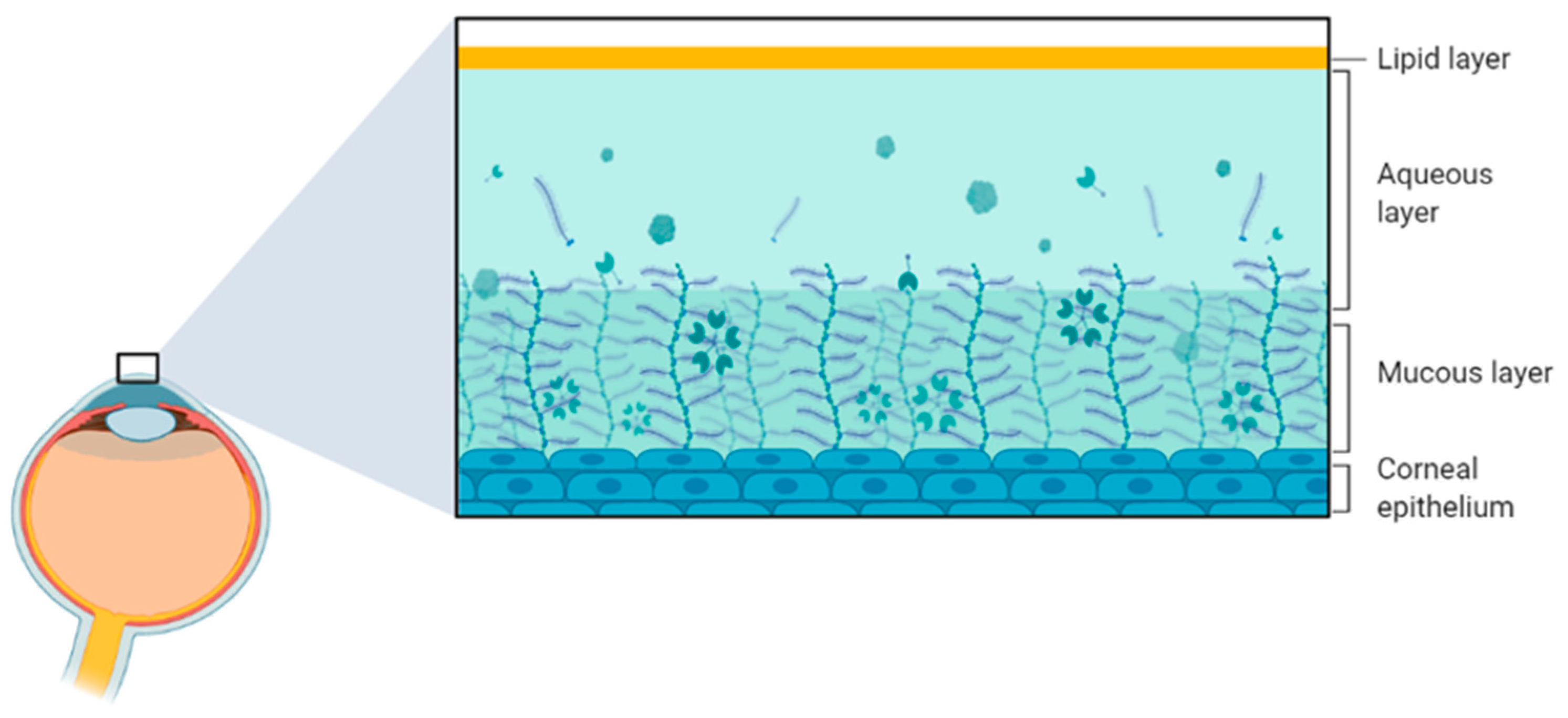 Biology 12 01036 g003