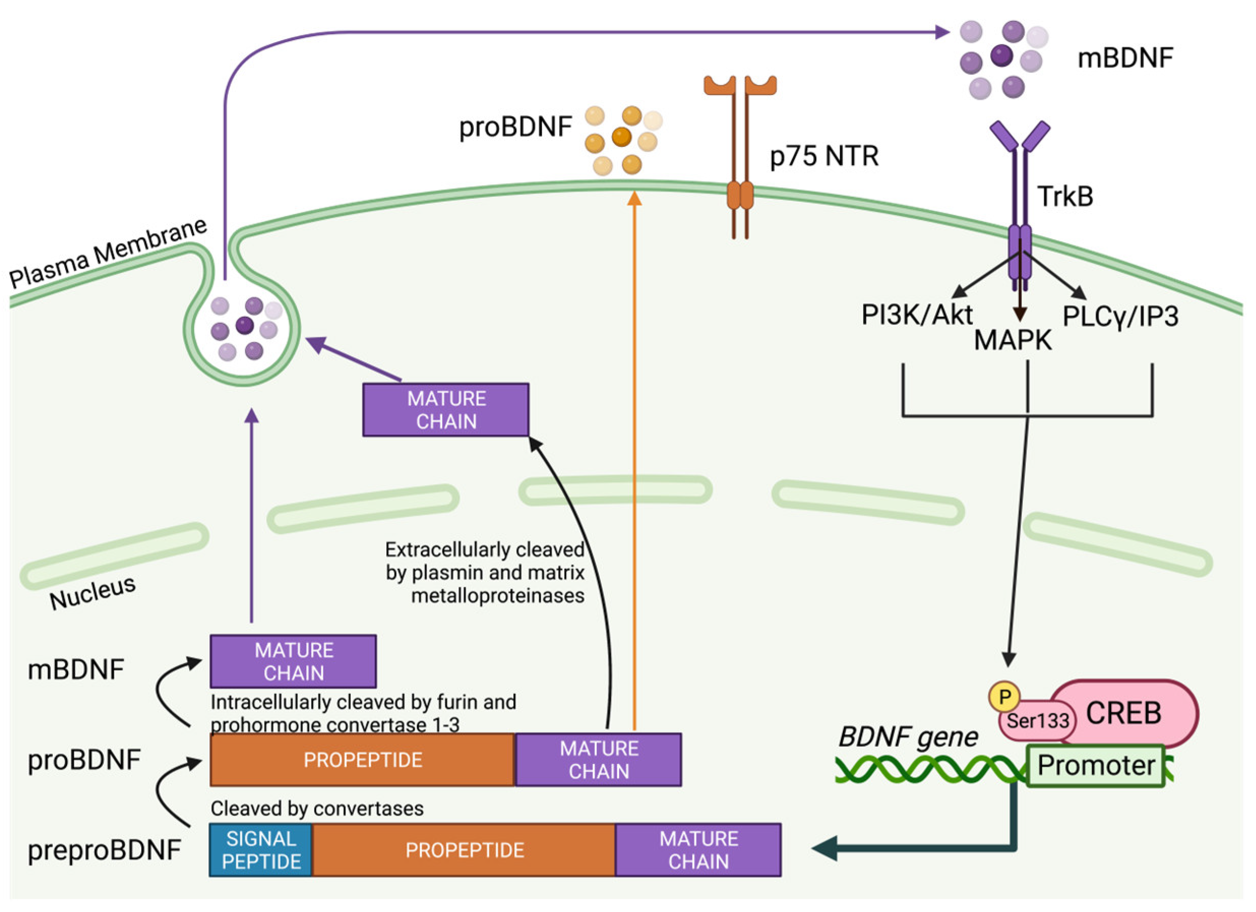 Biology 12 01042 g001