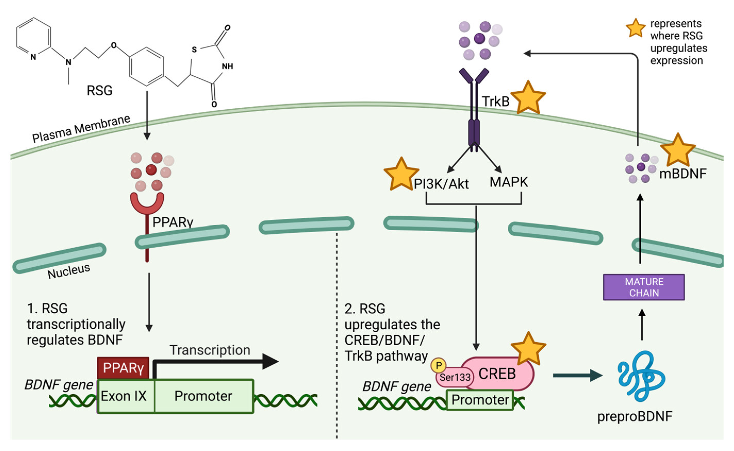 Biology 12 01042 g002