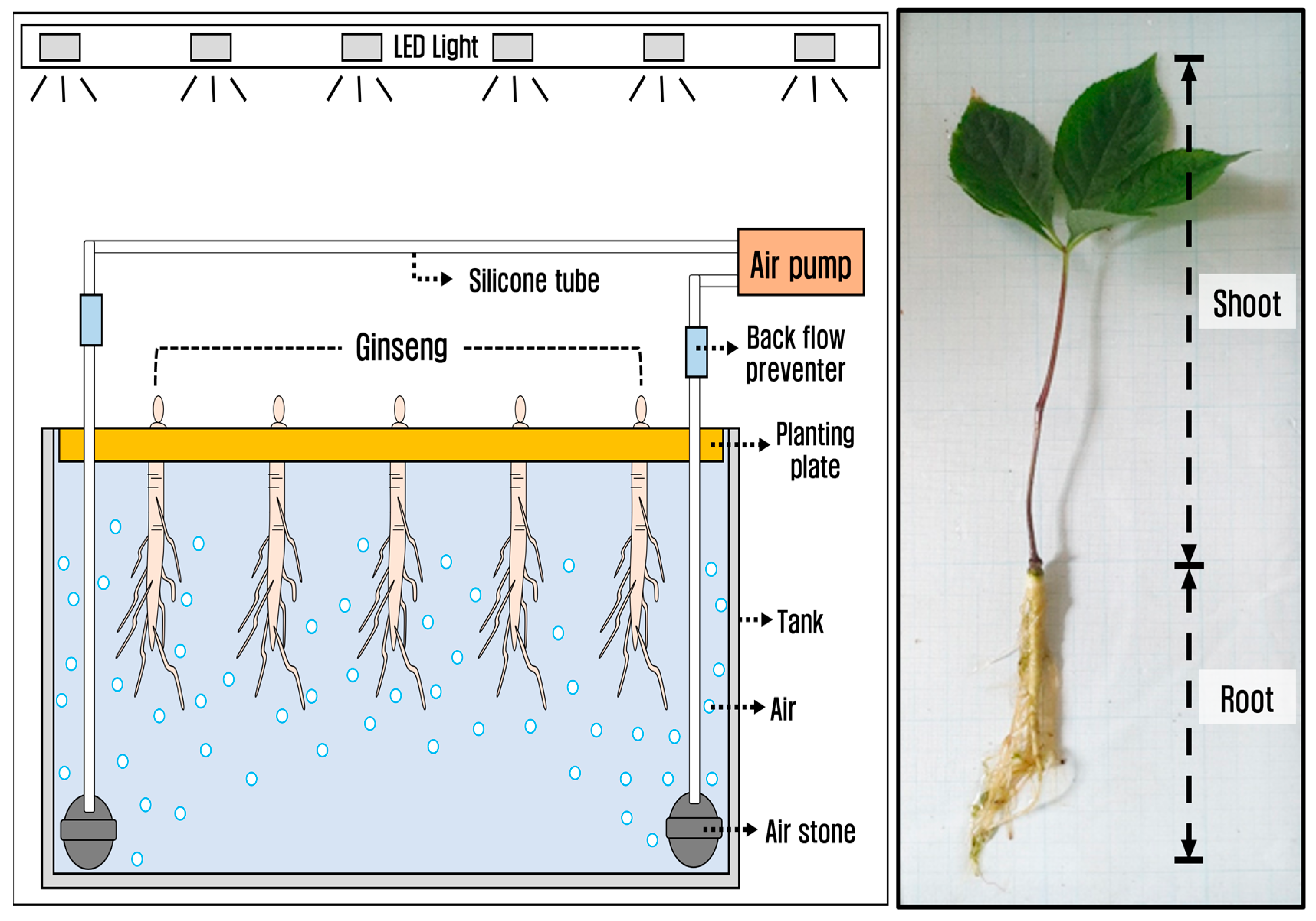Biology 12 01052 g001