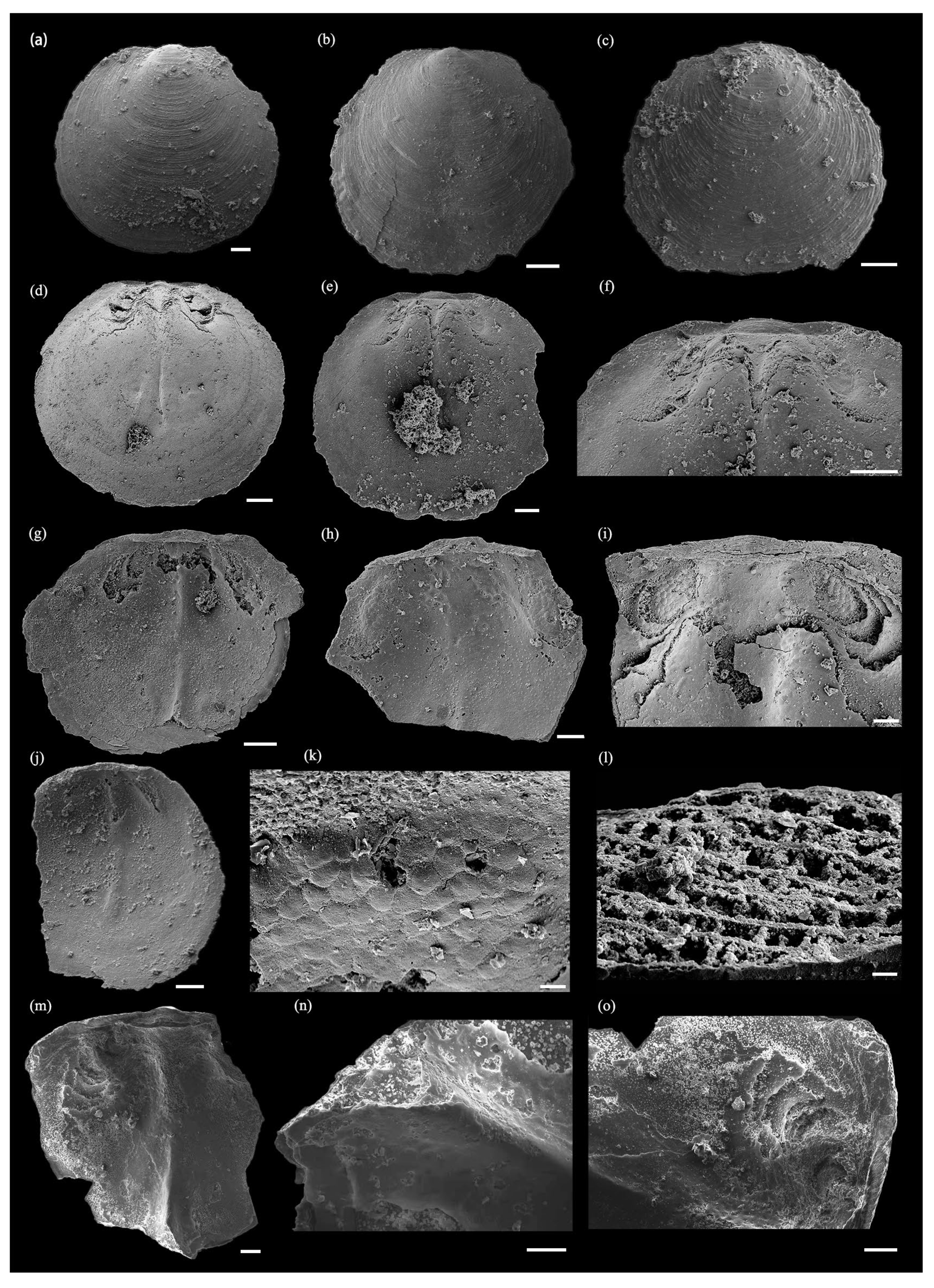 Biology 12 01083 g004 Biology 12 01083 g004