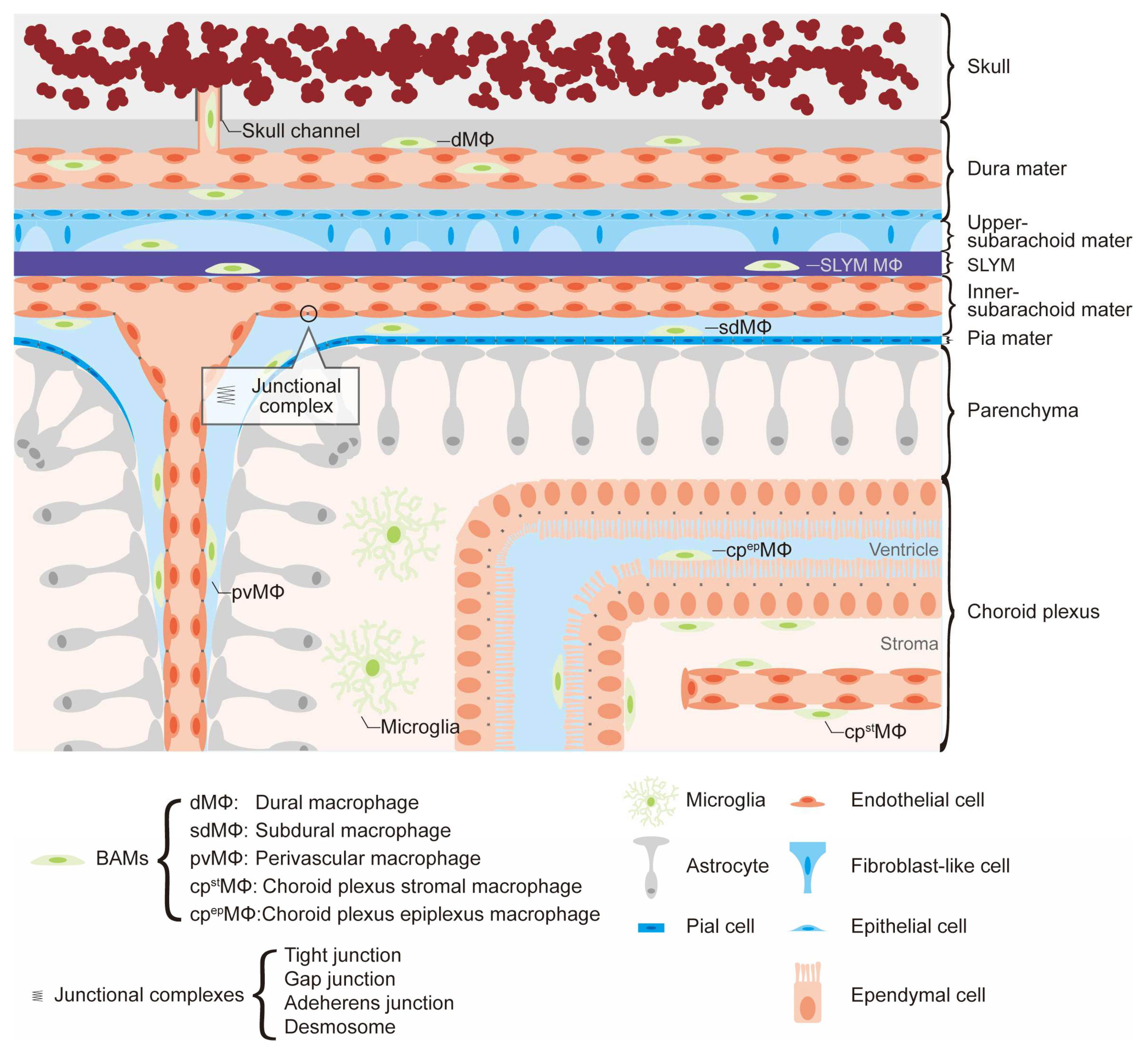 Biology 12 01091 g002 Biology 12 01091 g002