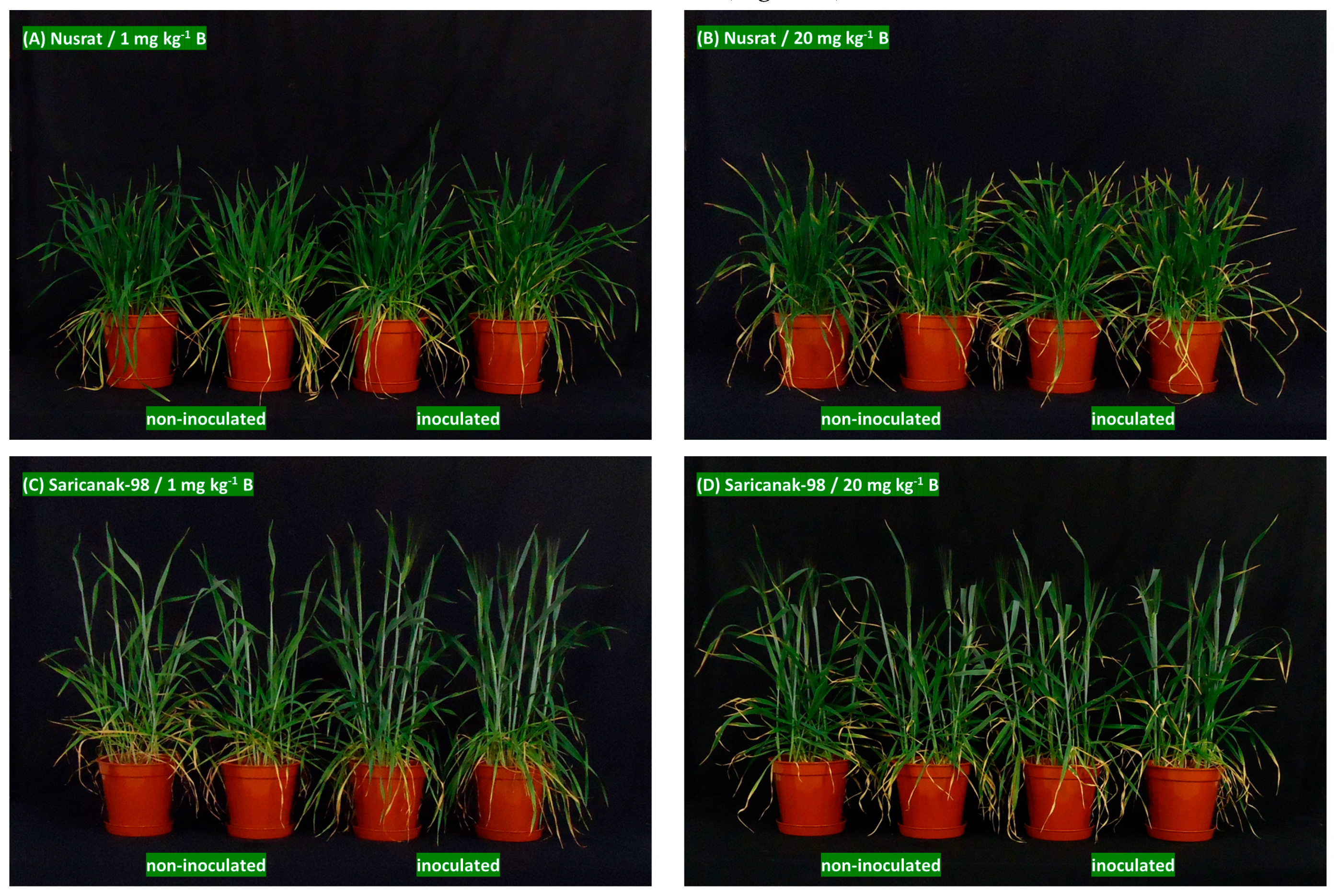 Biology 12 01098 g008