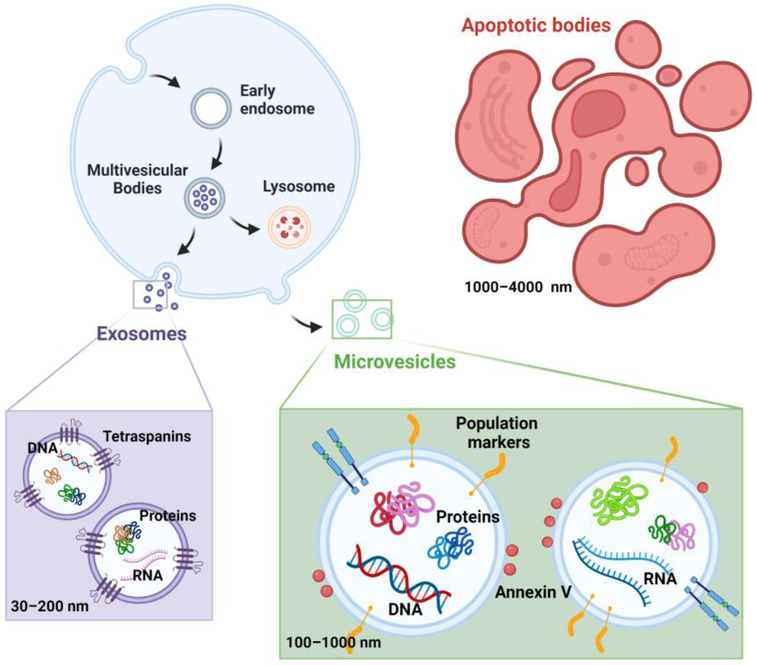 Biology 12 01099 g001