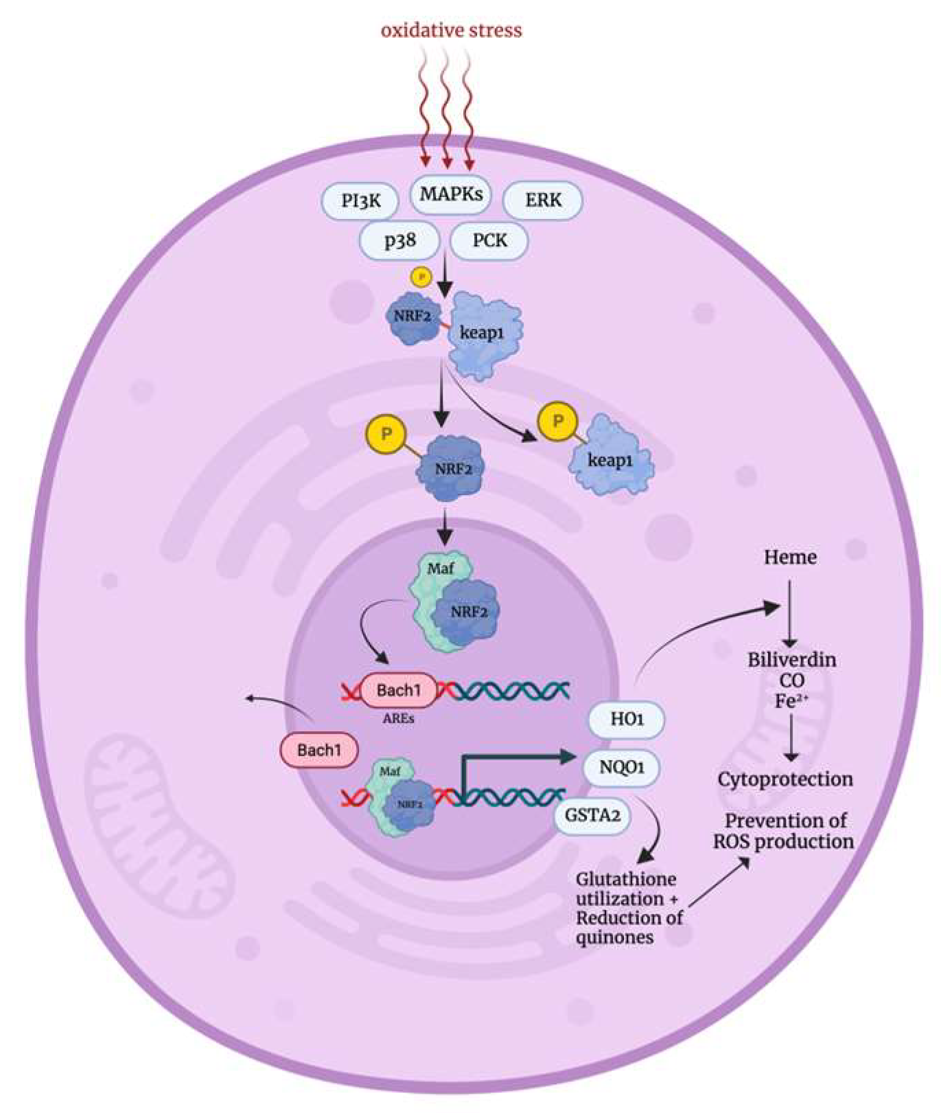 Biology 12 01119 g002