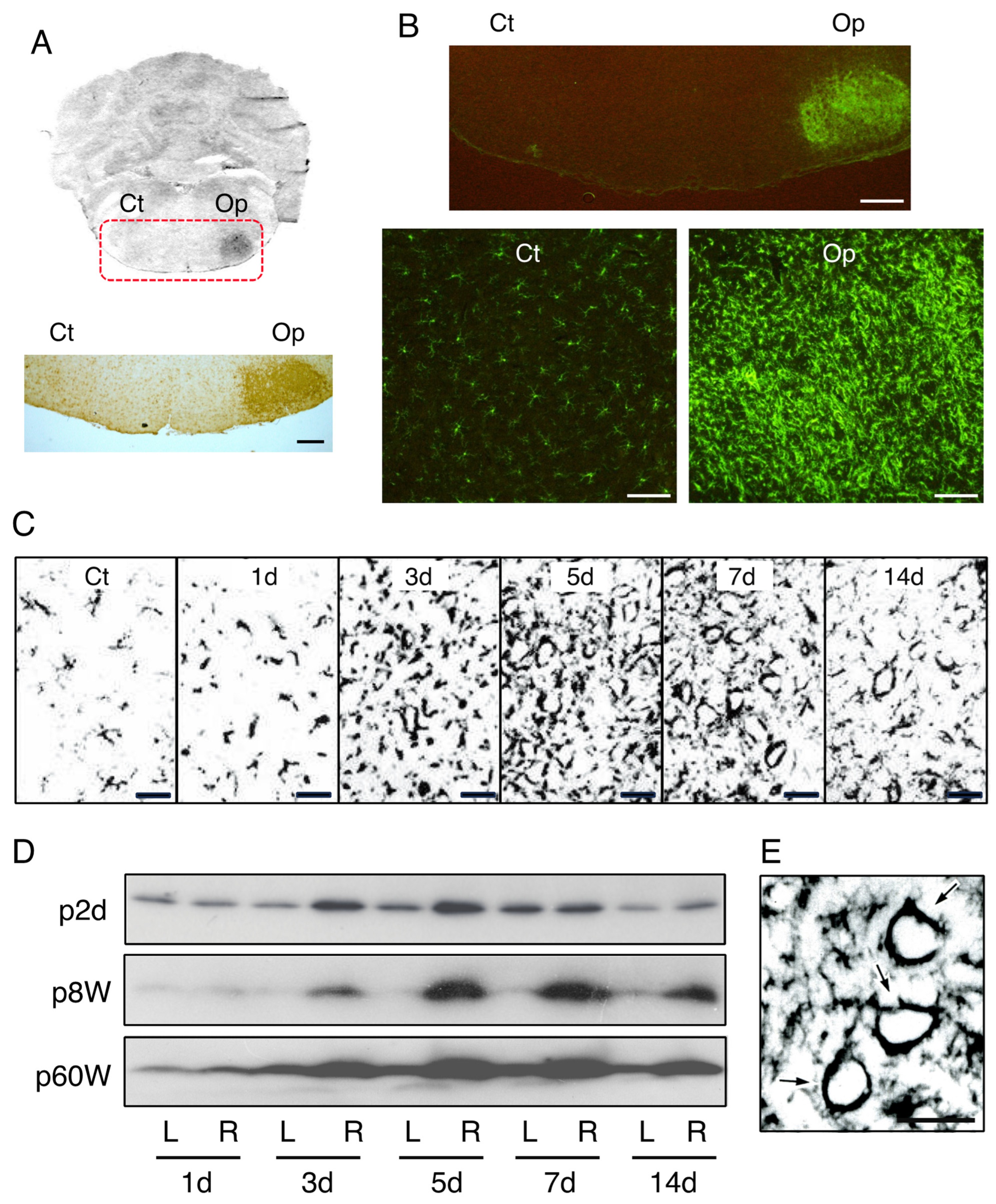 Biology 12 01121 g002 Biology 12 01121 g002