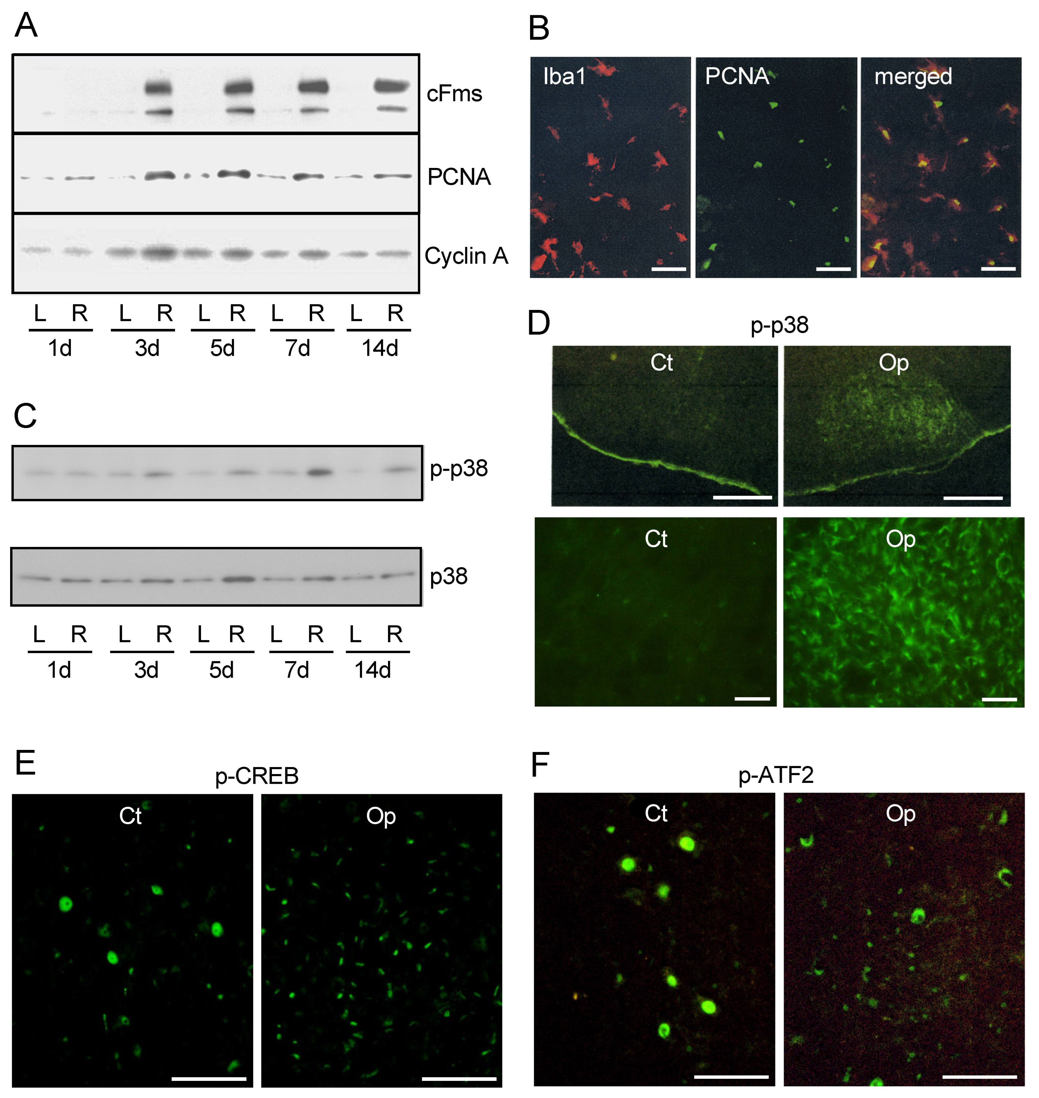 Biology 12 01121 g004 Biology 12 01121 g004