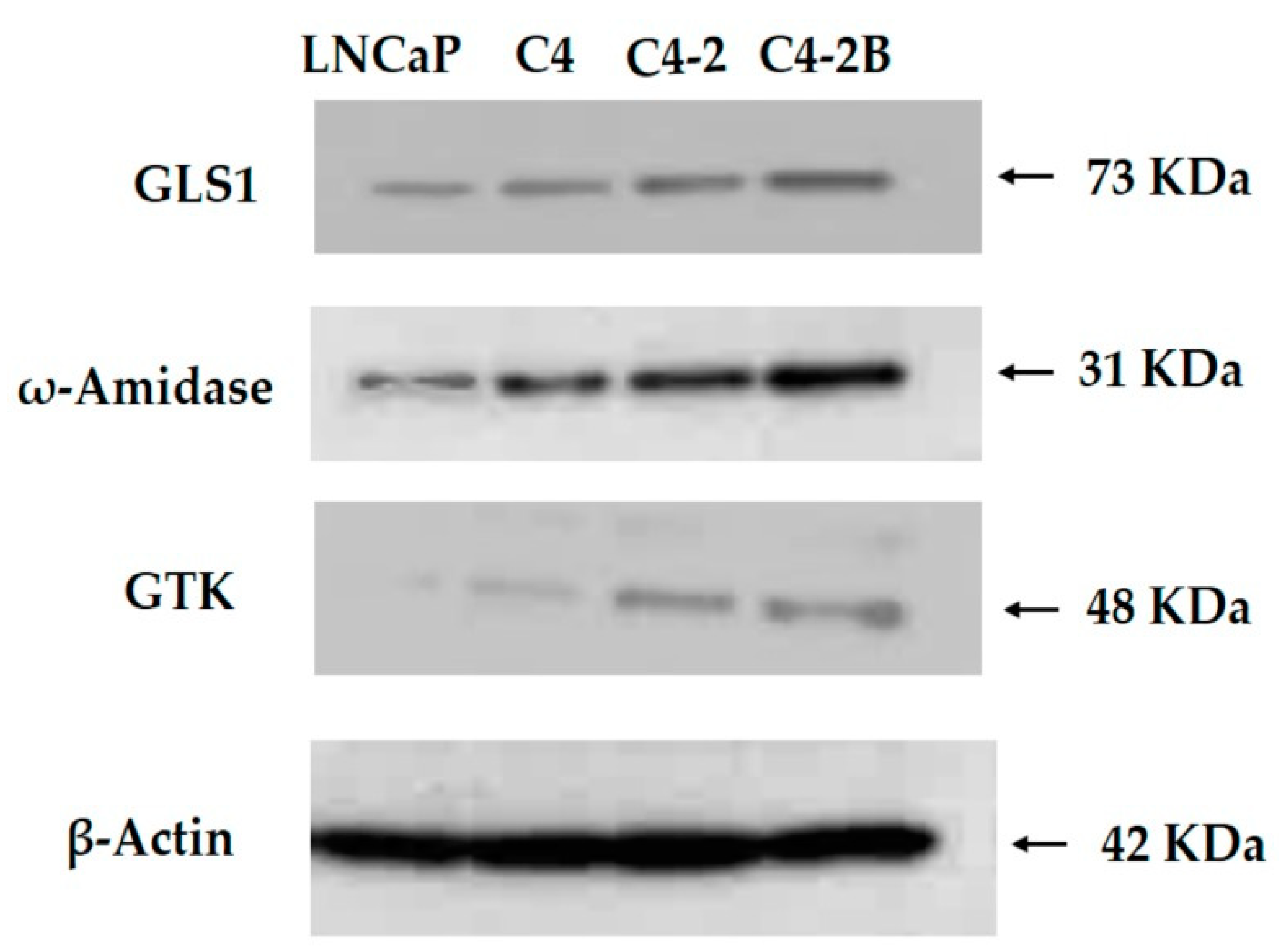 Biology 12 01131 g004 Biology 12 01131 g004