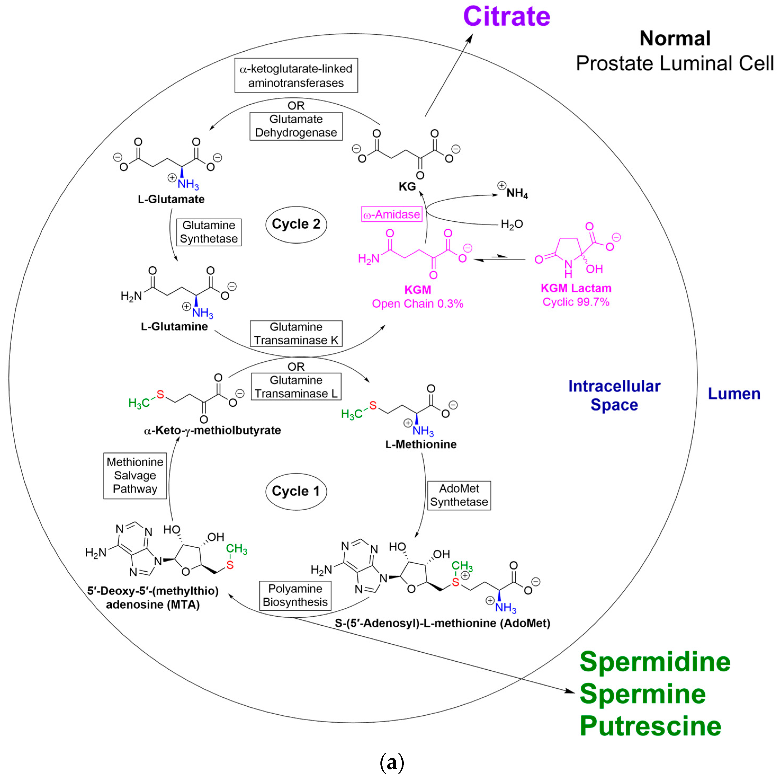 Biology 12 01131 g005a Biology 12 01131 g005a