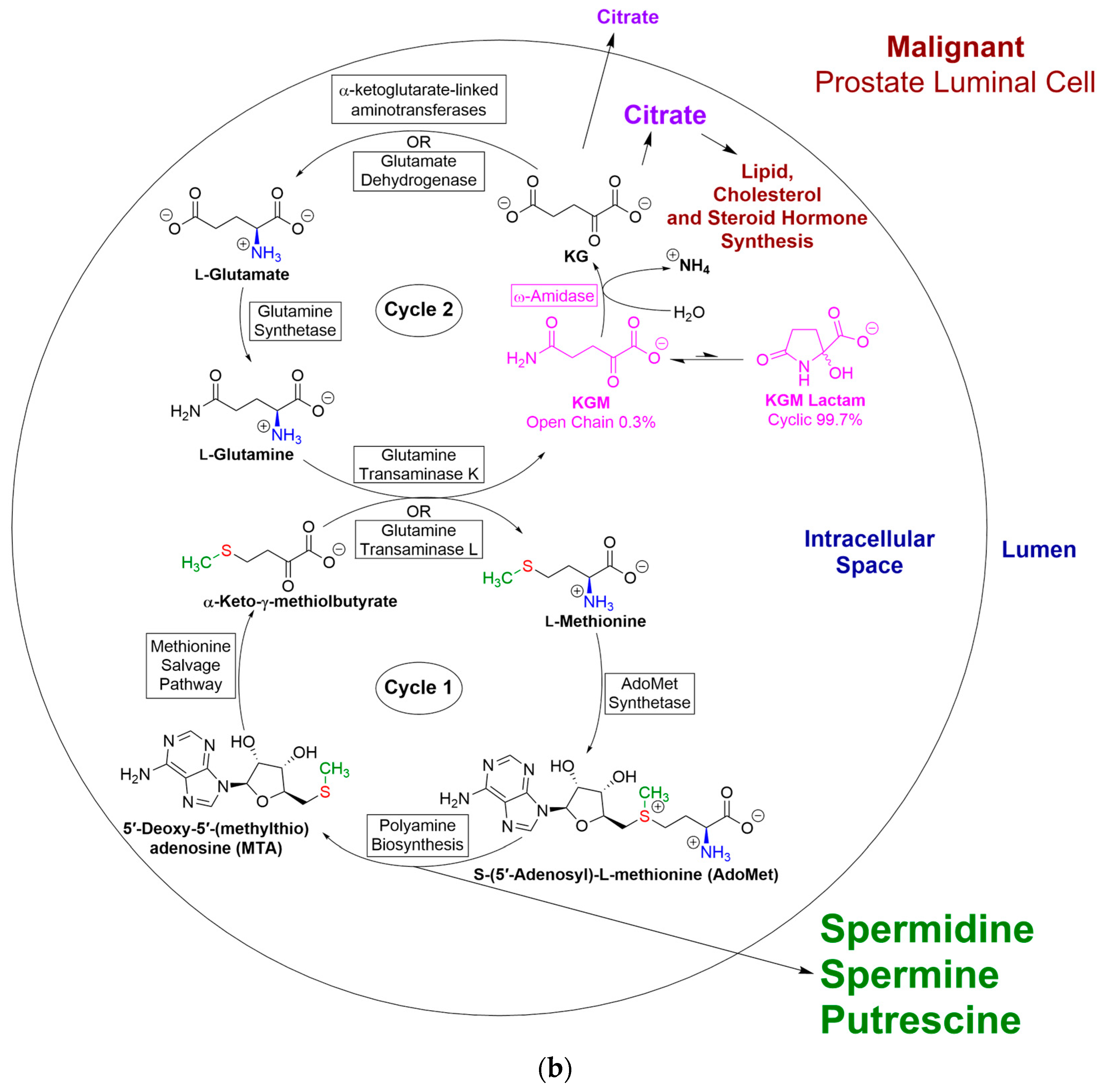 Biology 12 01131 g005b Biology 12 01131 g005b