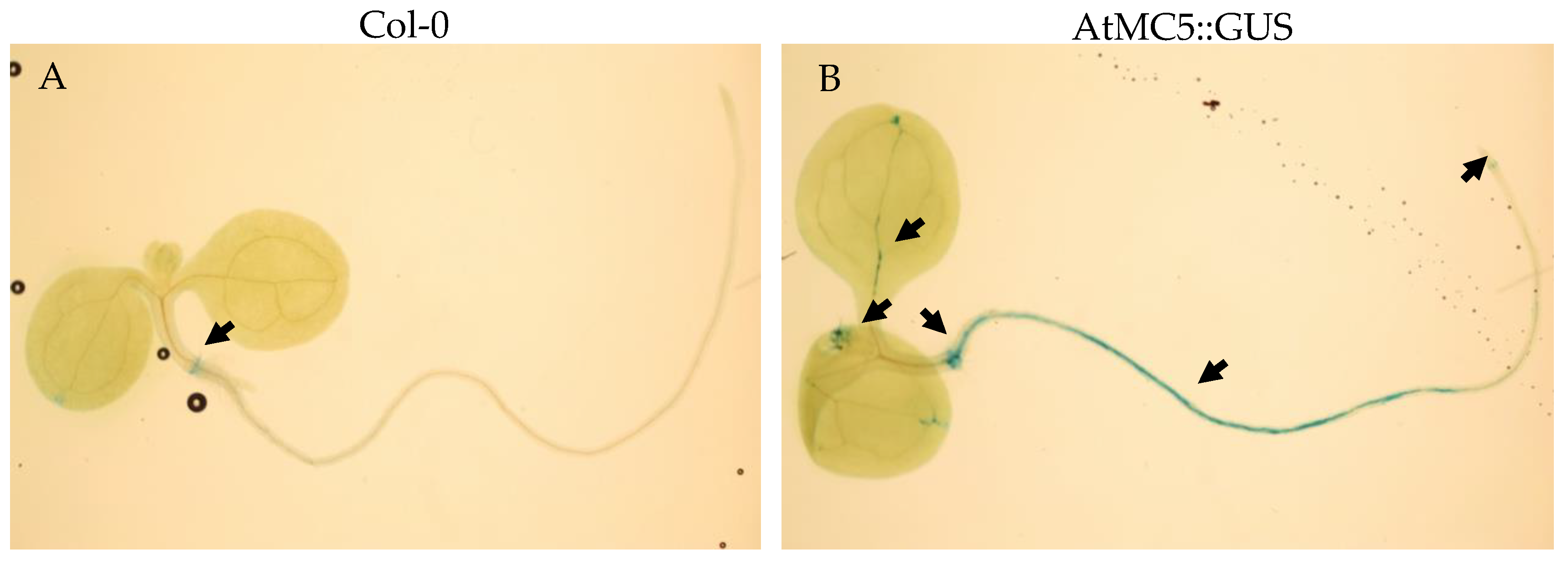Biology 12 01155 g001
