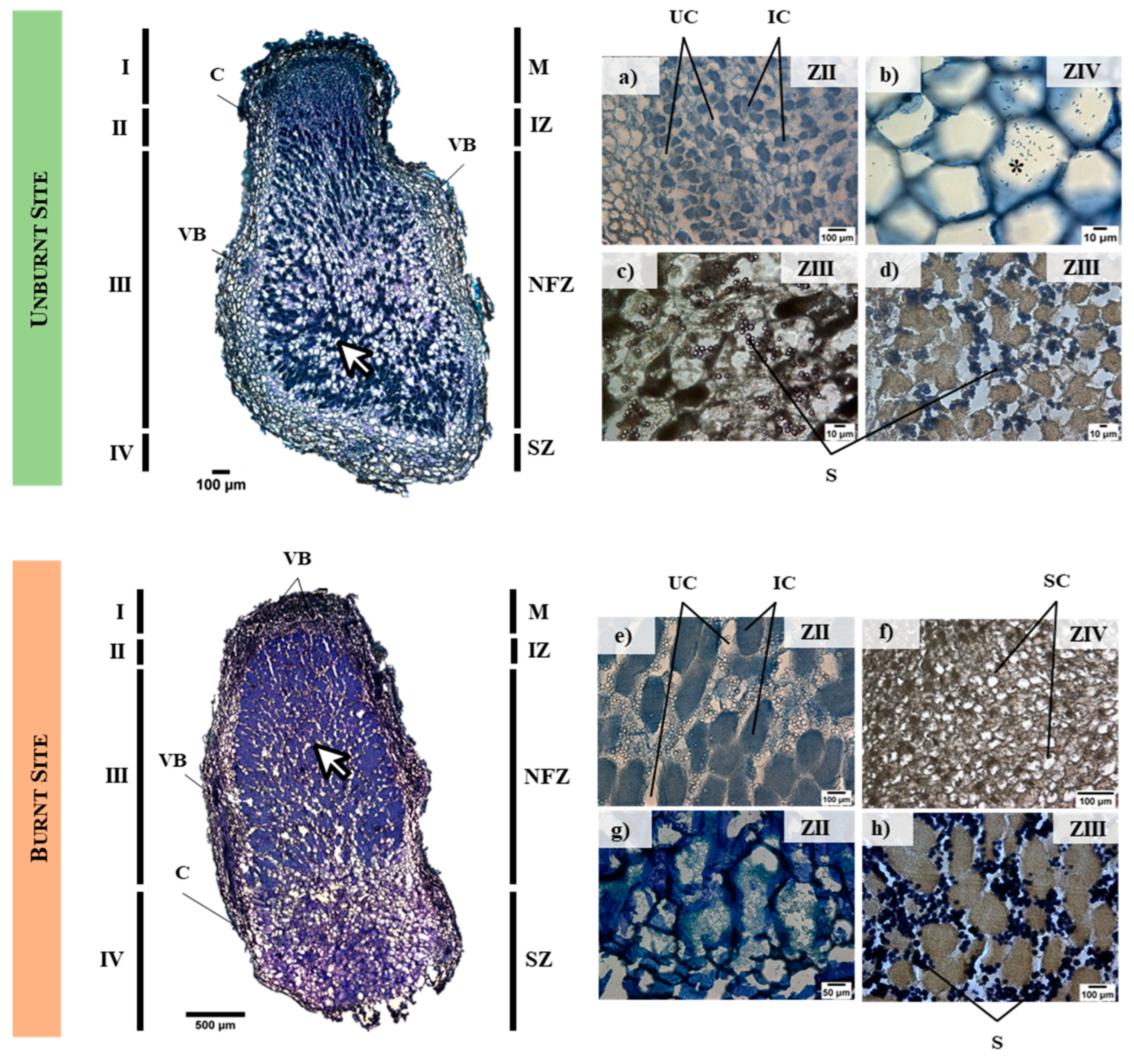 Biology 12 01168 g001 Biology 12 01168 g001